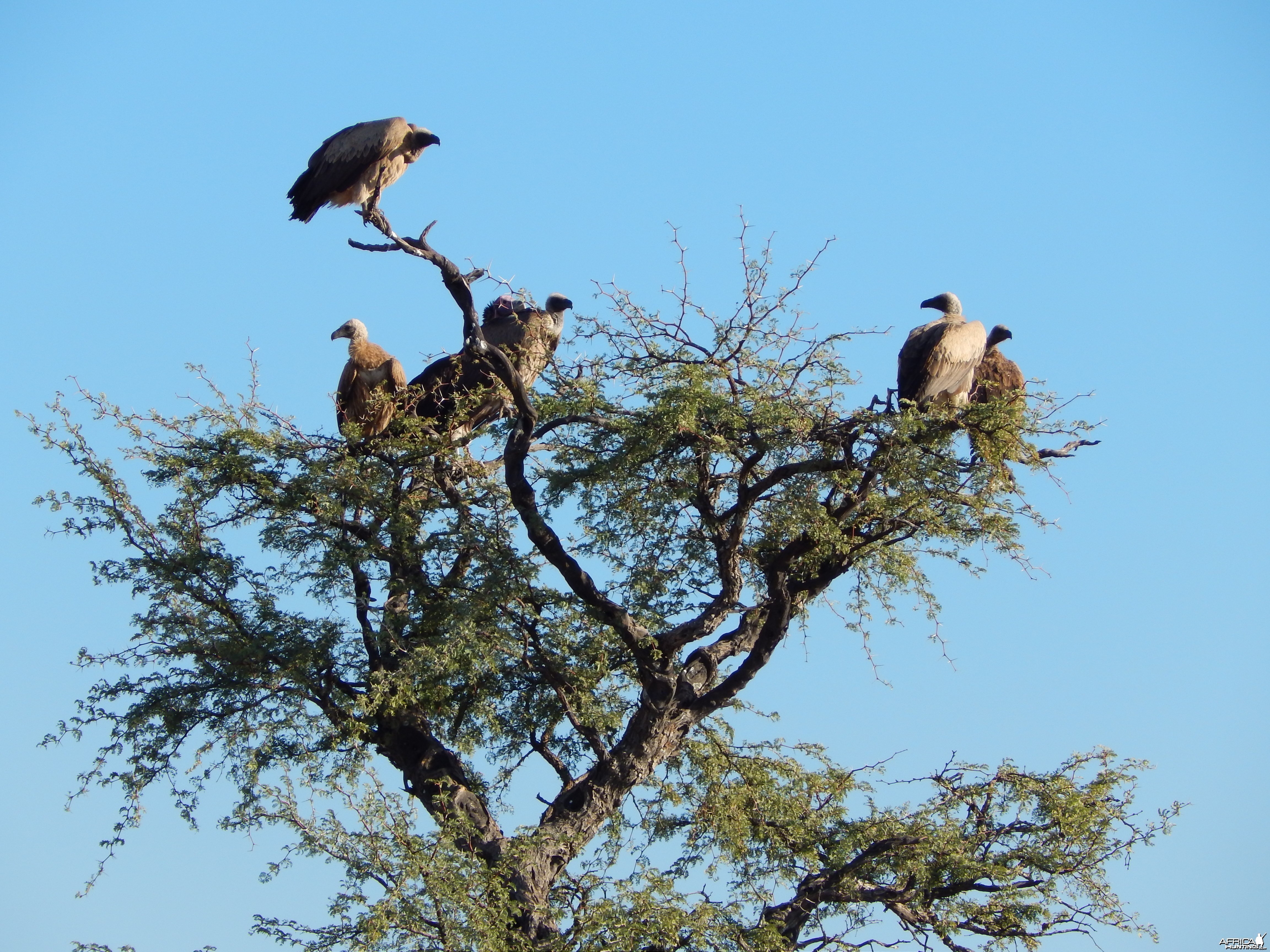 Vultures Namibia