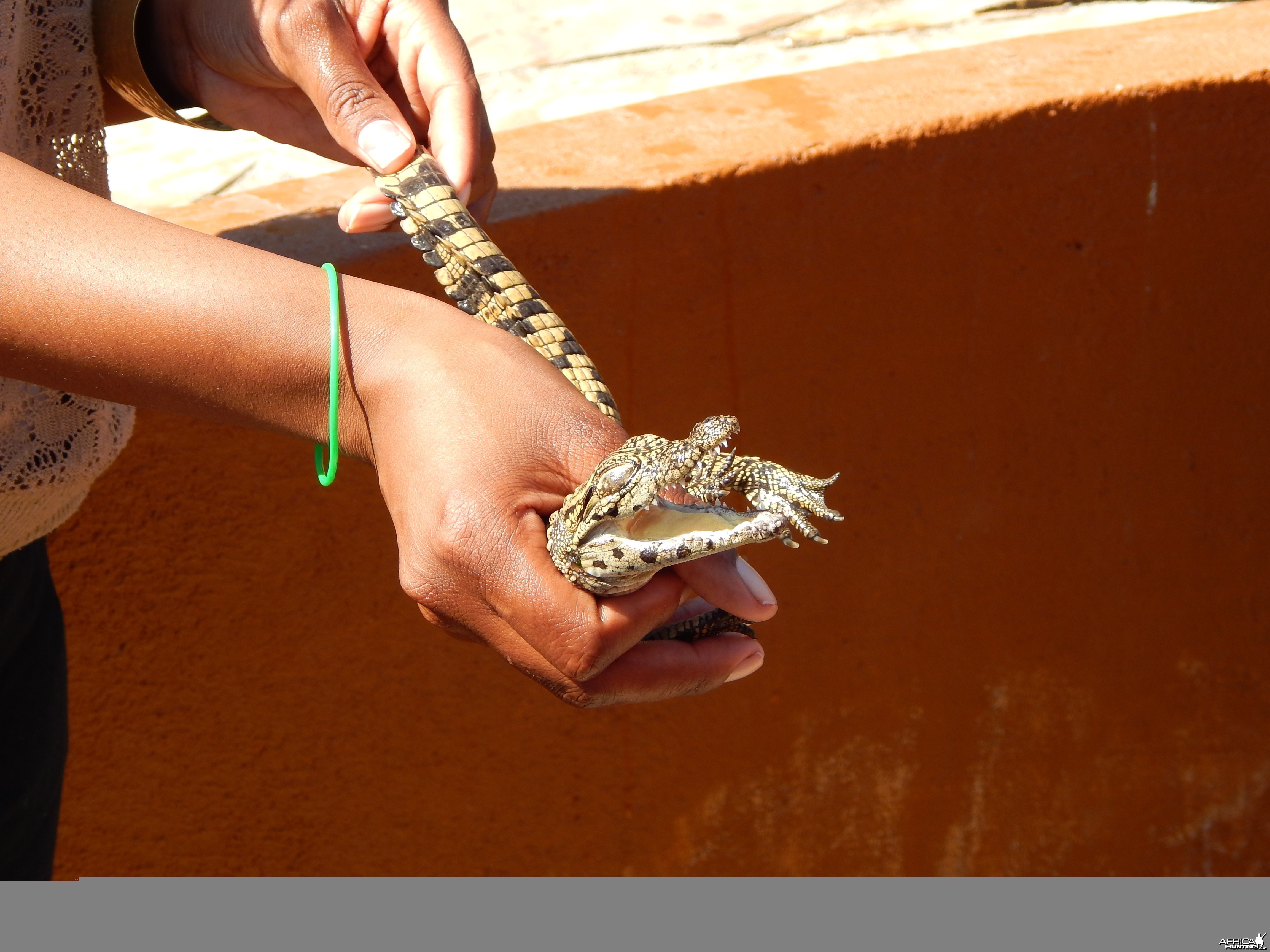 Crocodile Farm Otjiwarongo Namibia