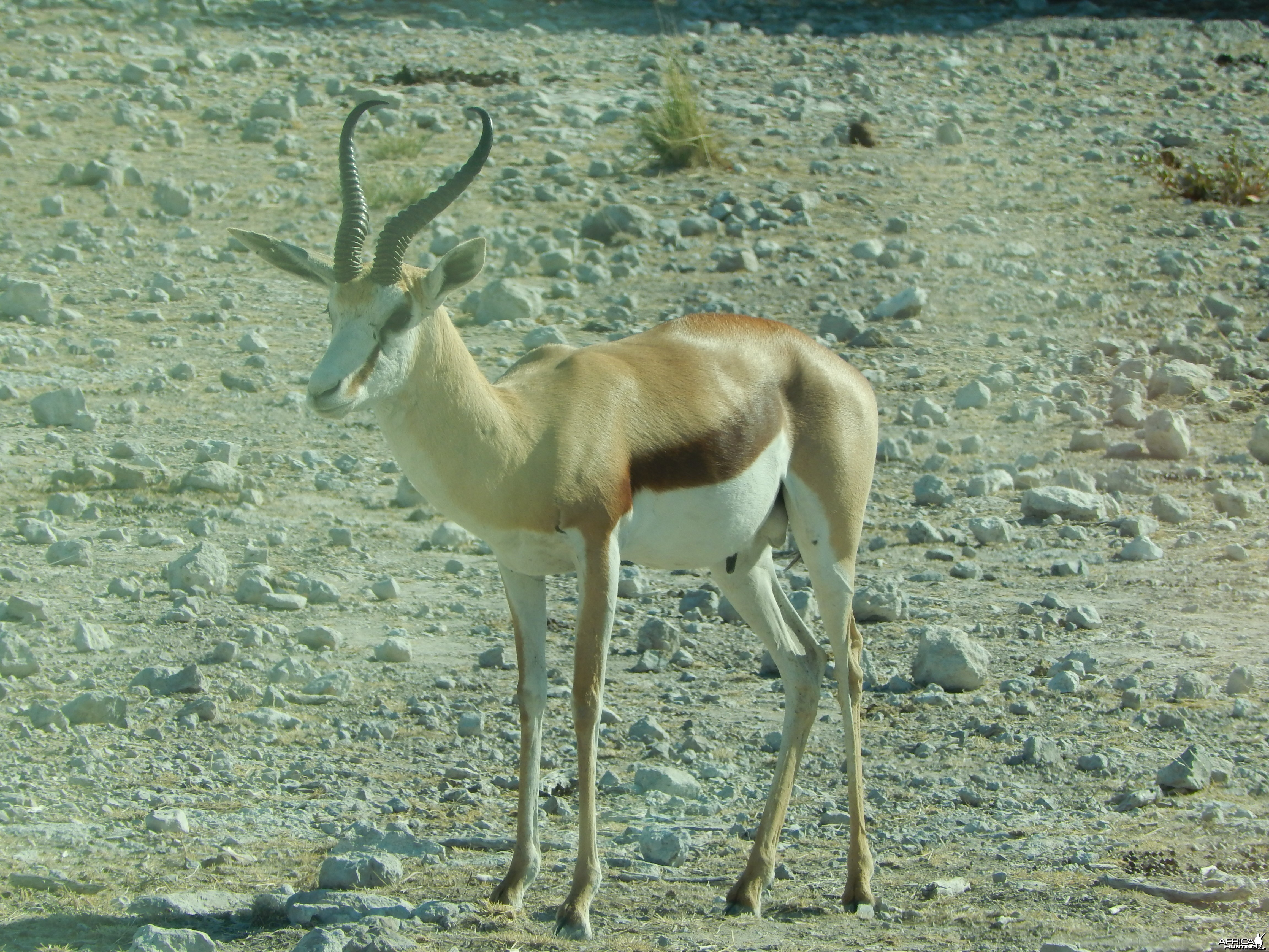 Springbok Etosha Namibia