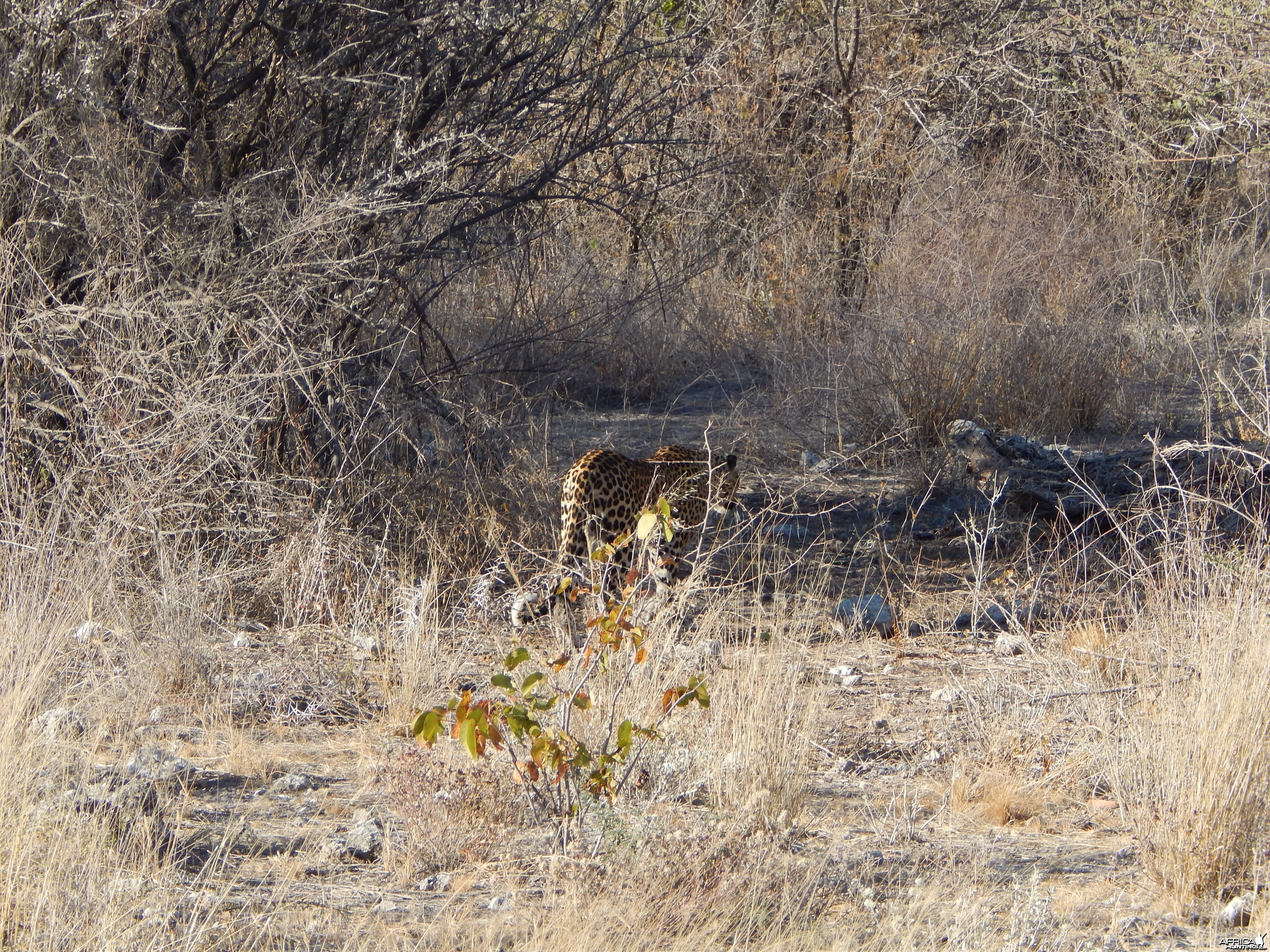 Leopard Etosha Namibia