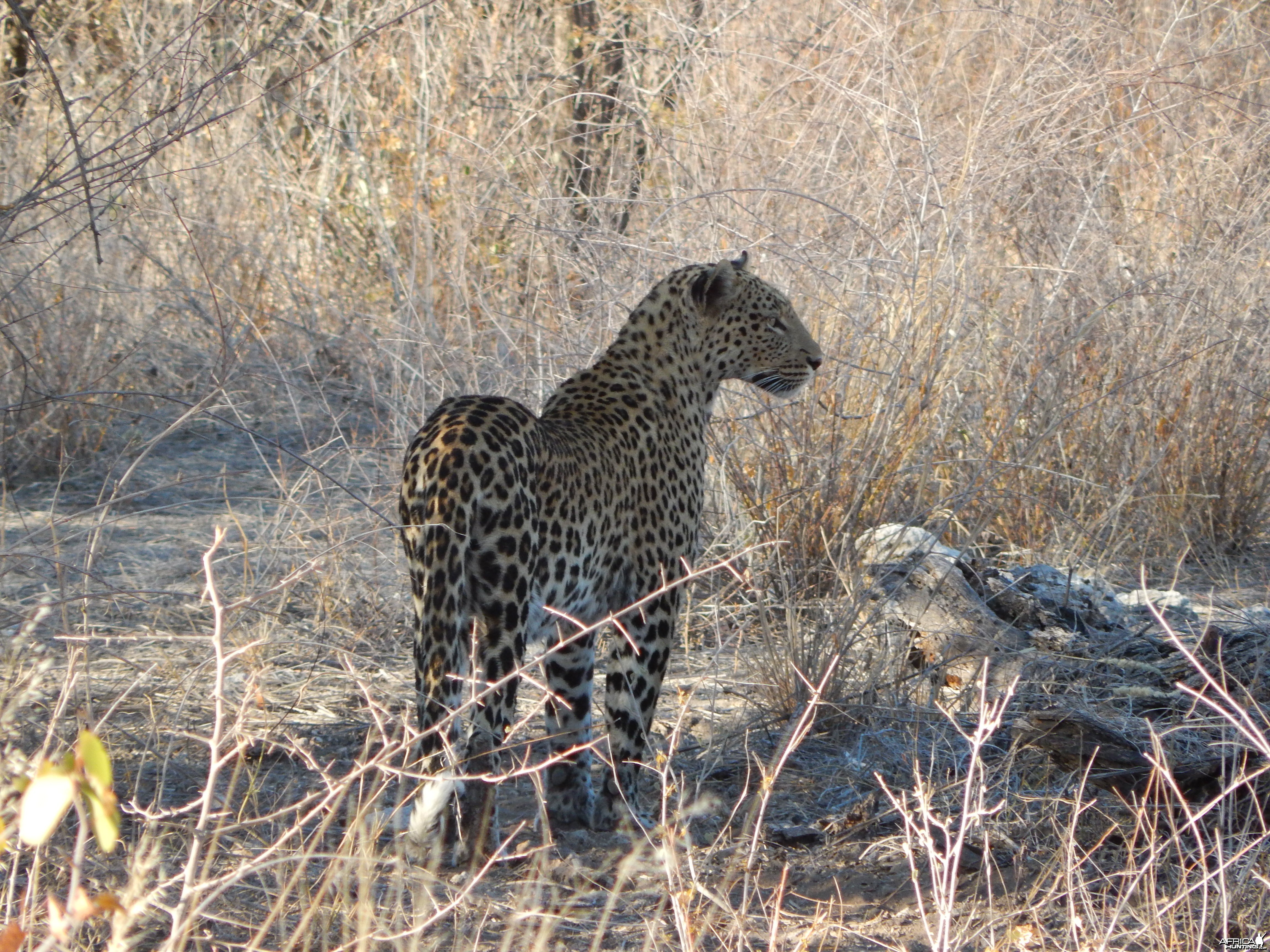 Leopard Etosha Namibia