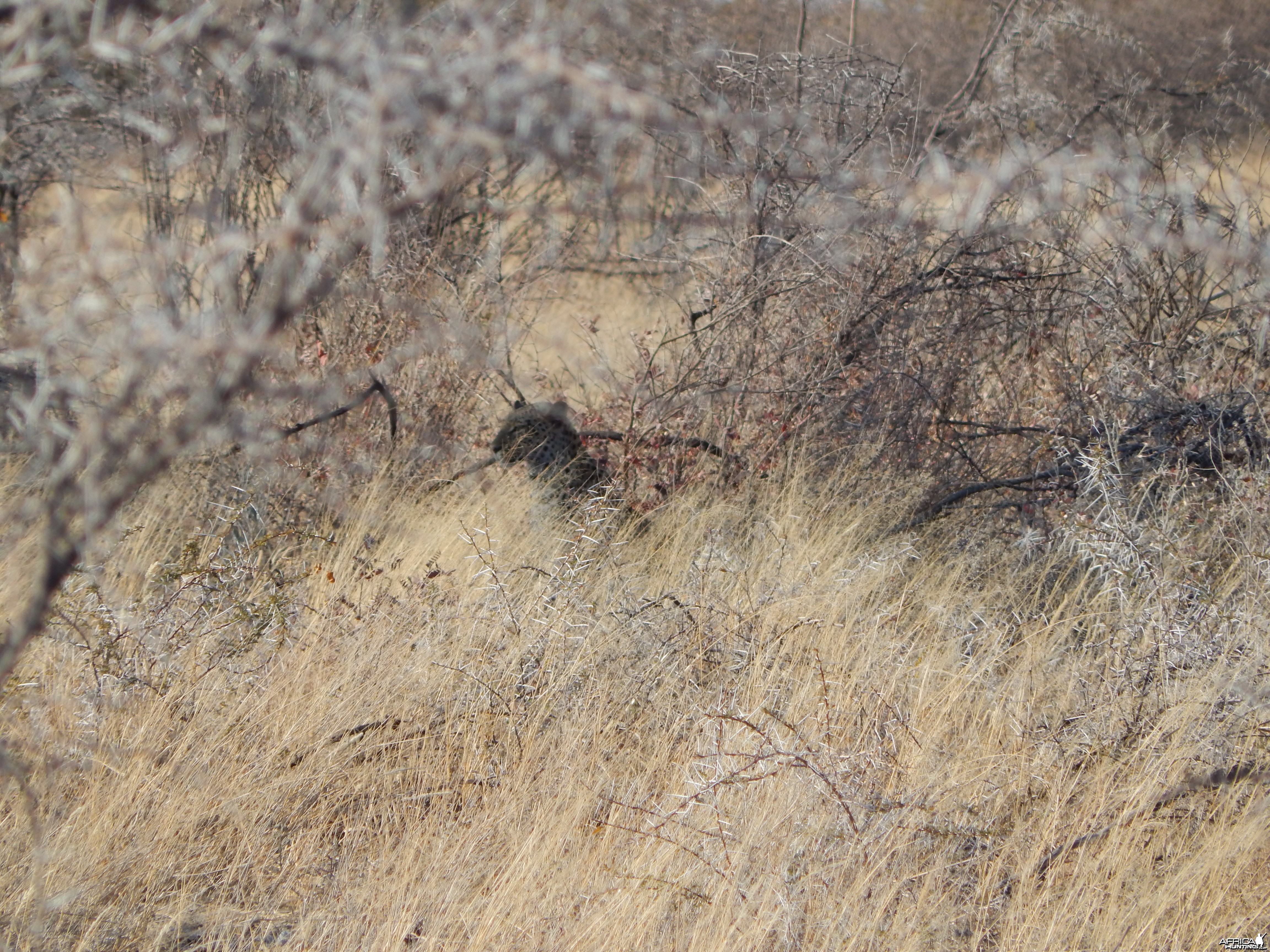 Leopard Etosha Namibia