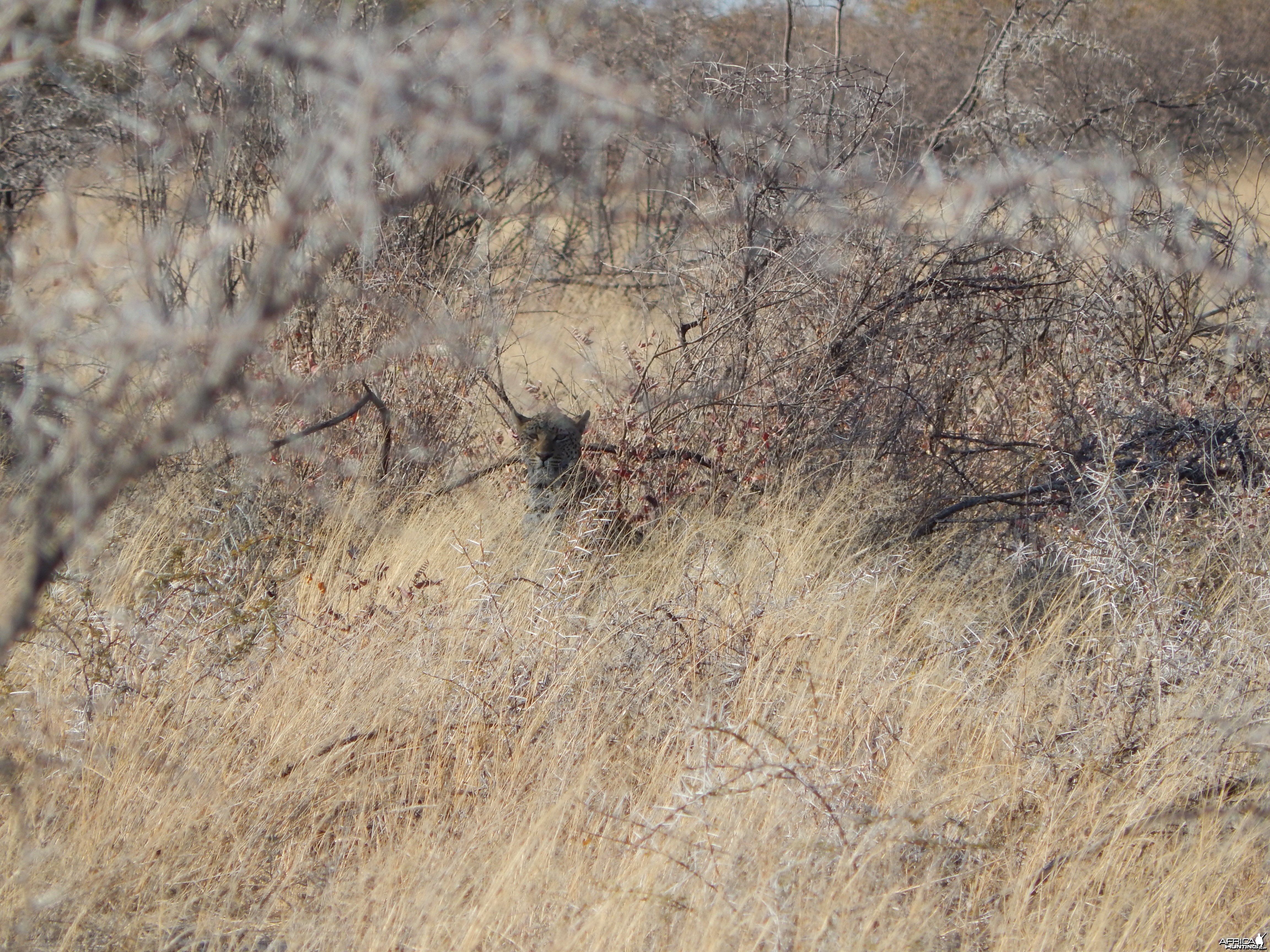 Leopard Etosha Namibia