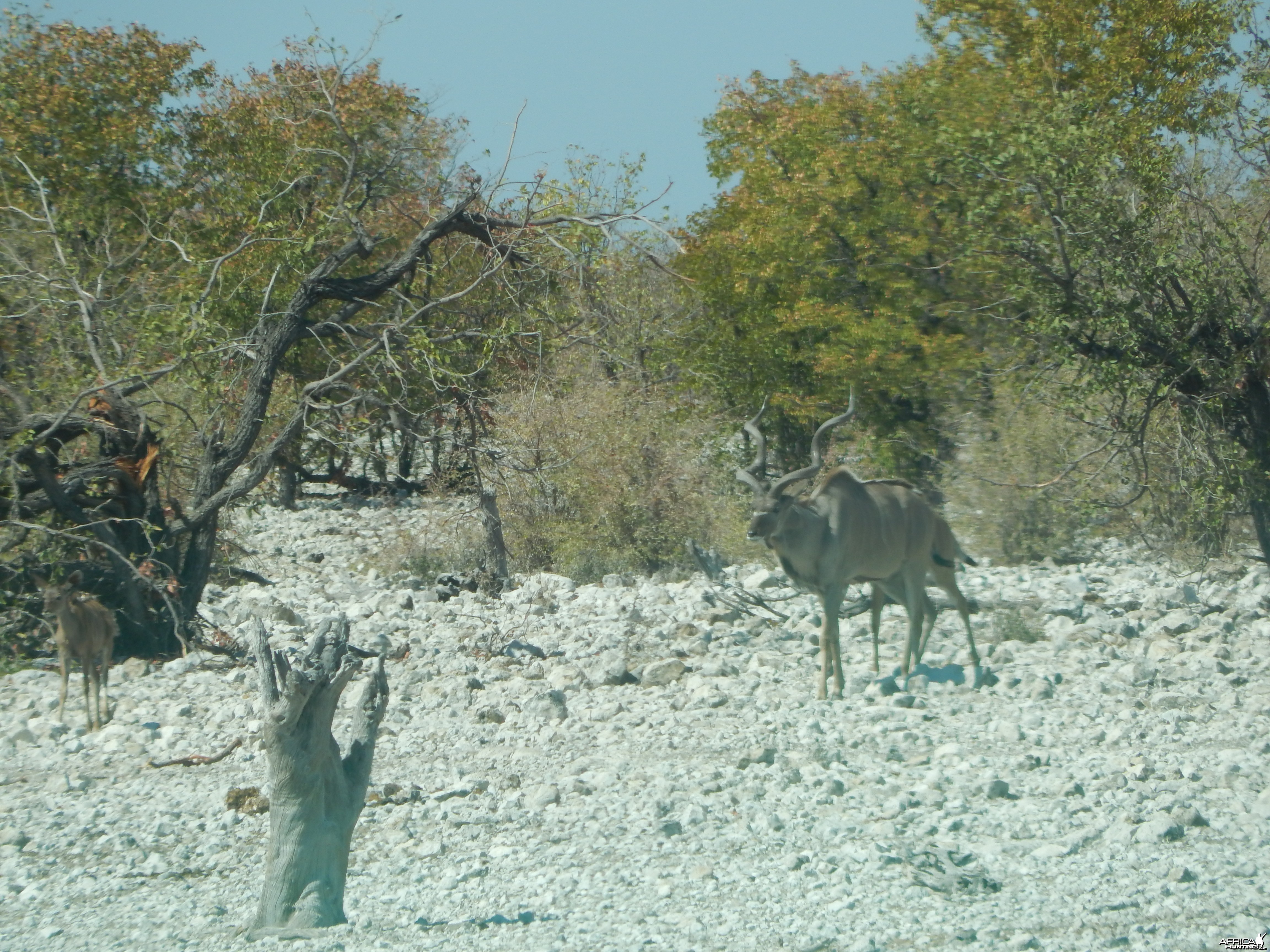 Greater Kudu Etosha Namibia