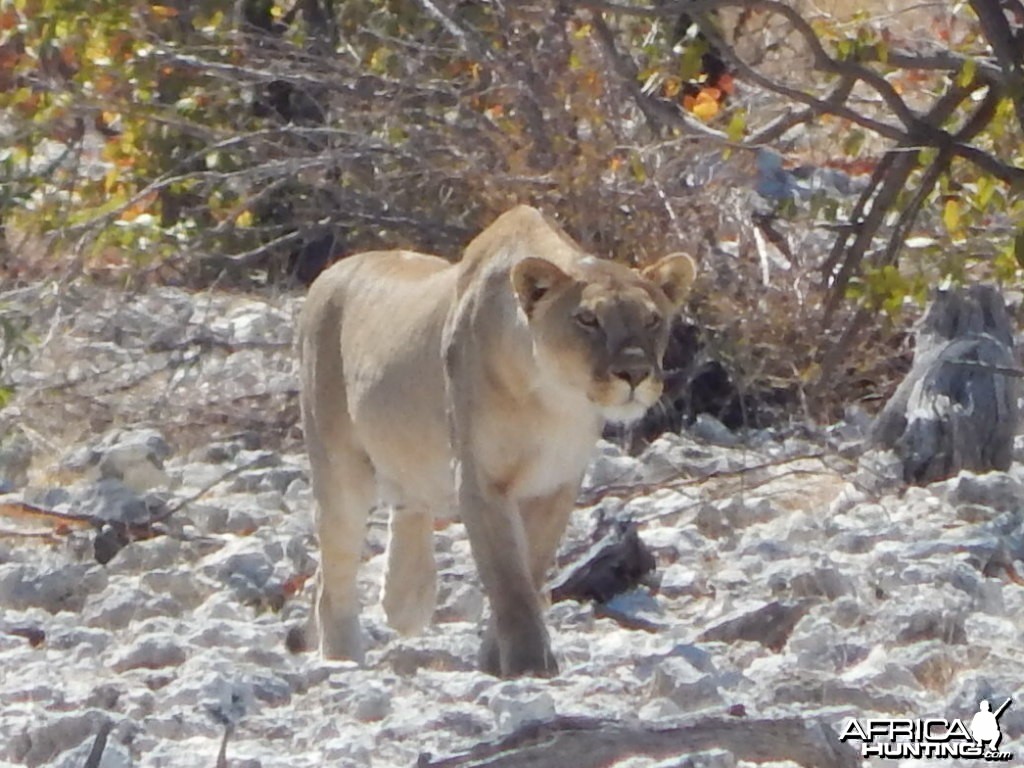 Lioness Etosha Namibia