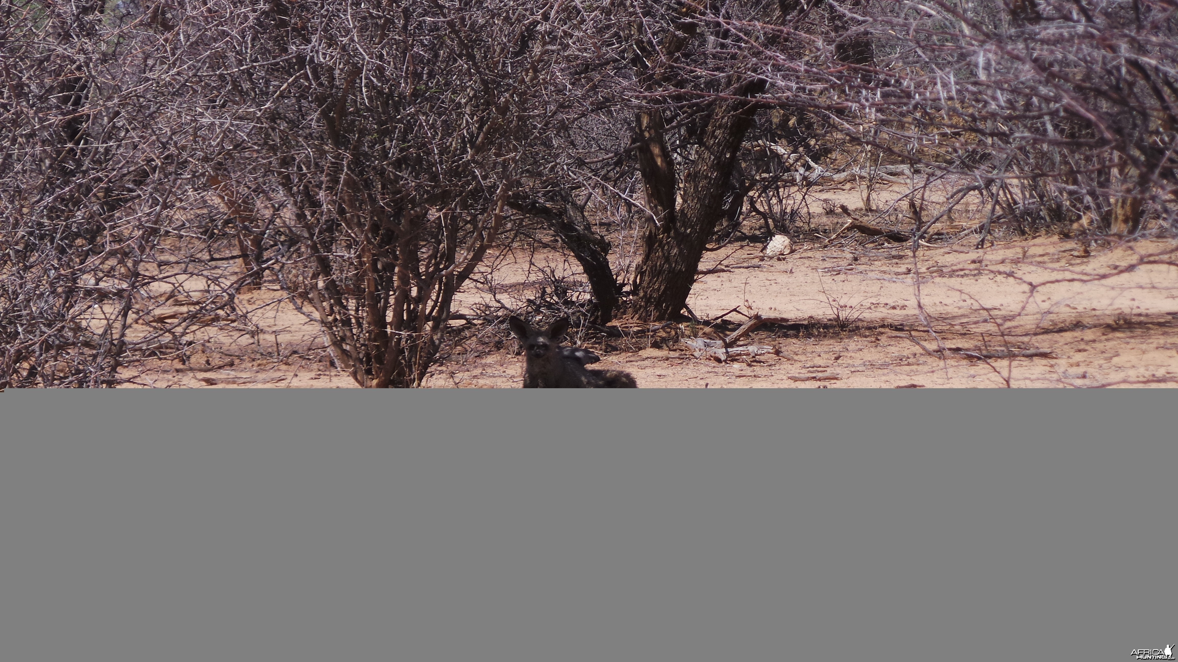 Bat-Eared Fox Namibia