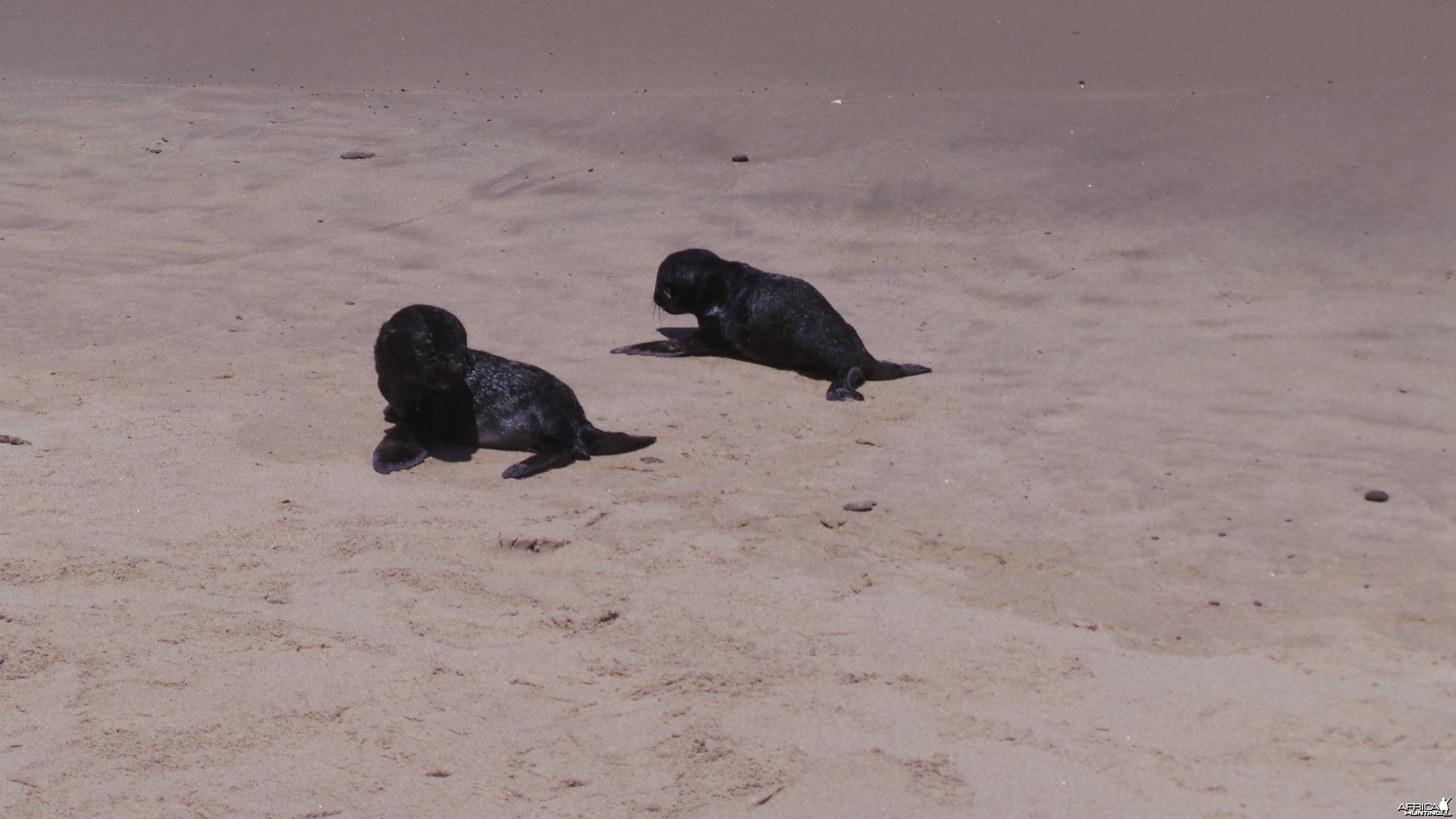 Cape Fur Seal Pups Walvis Bay Namibia