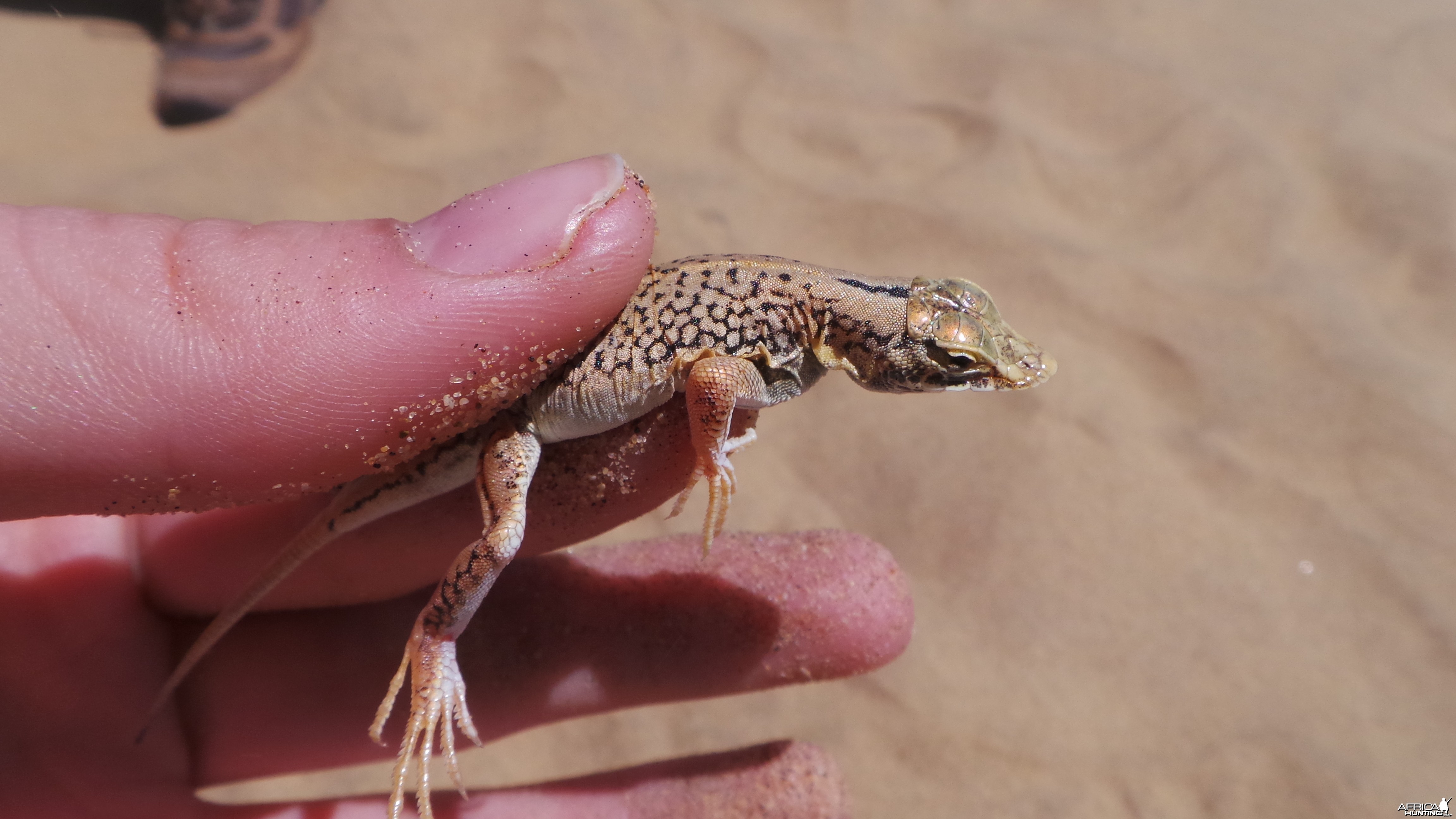 Namibia Sand Diving Lizard Sandwich Harbor Namibia