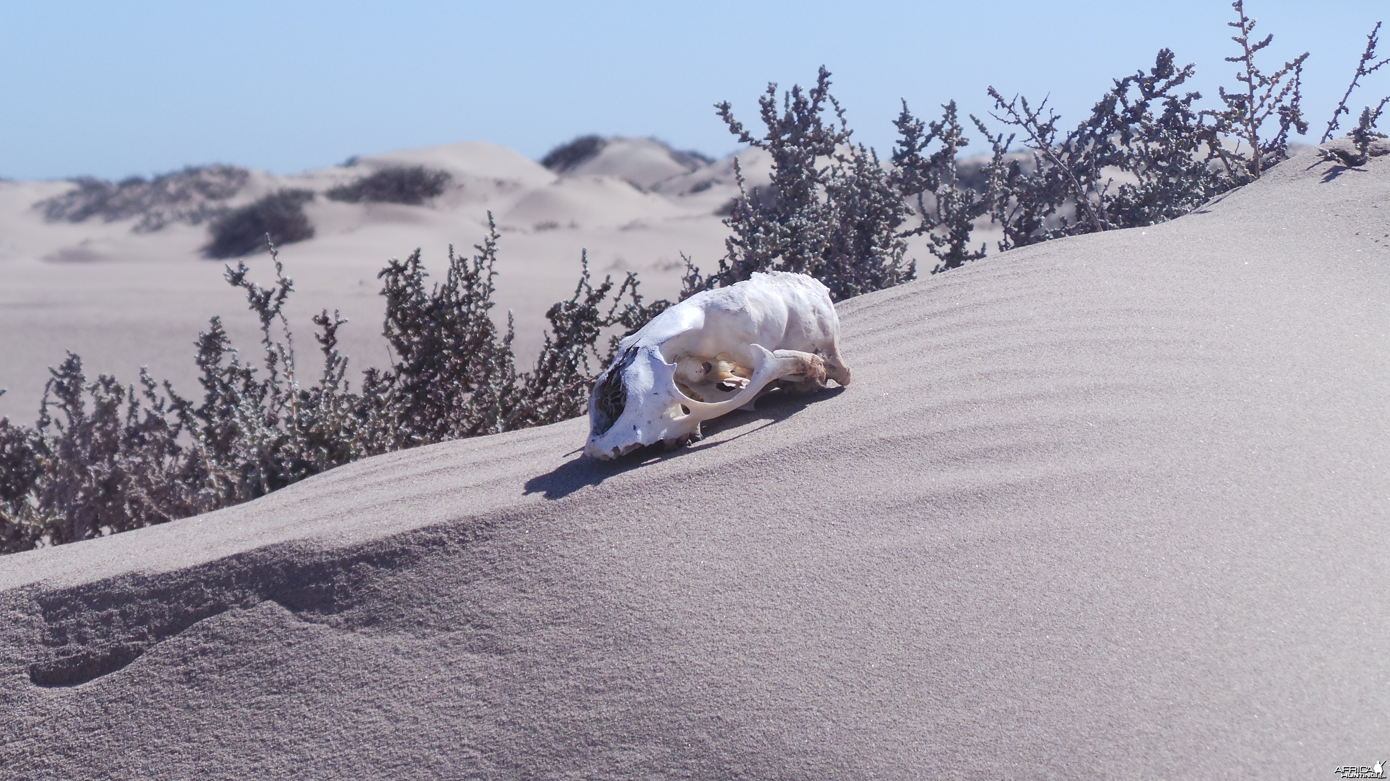 Cape Fur Seal Skull Sandwich Harbor Namibia