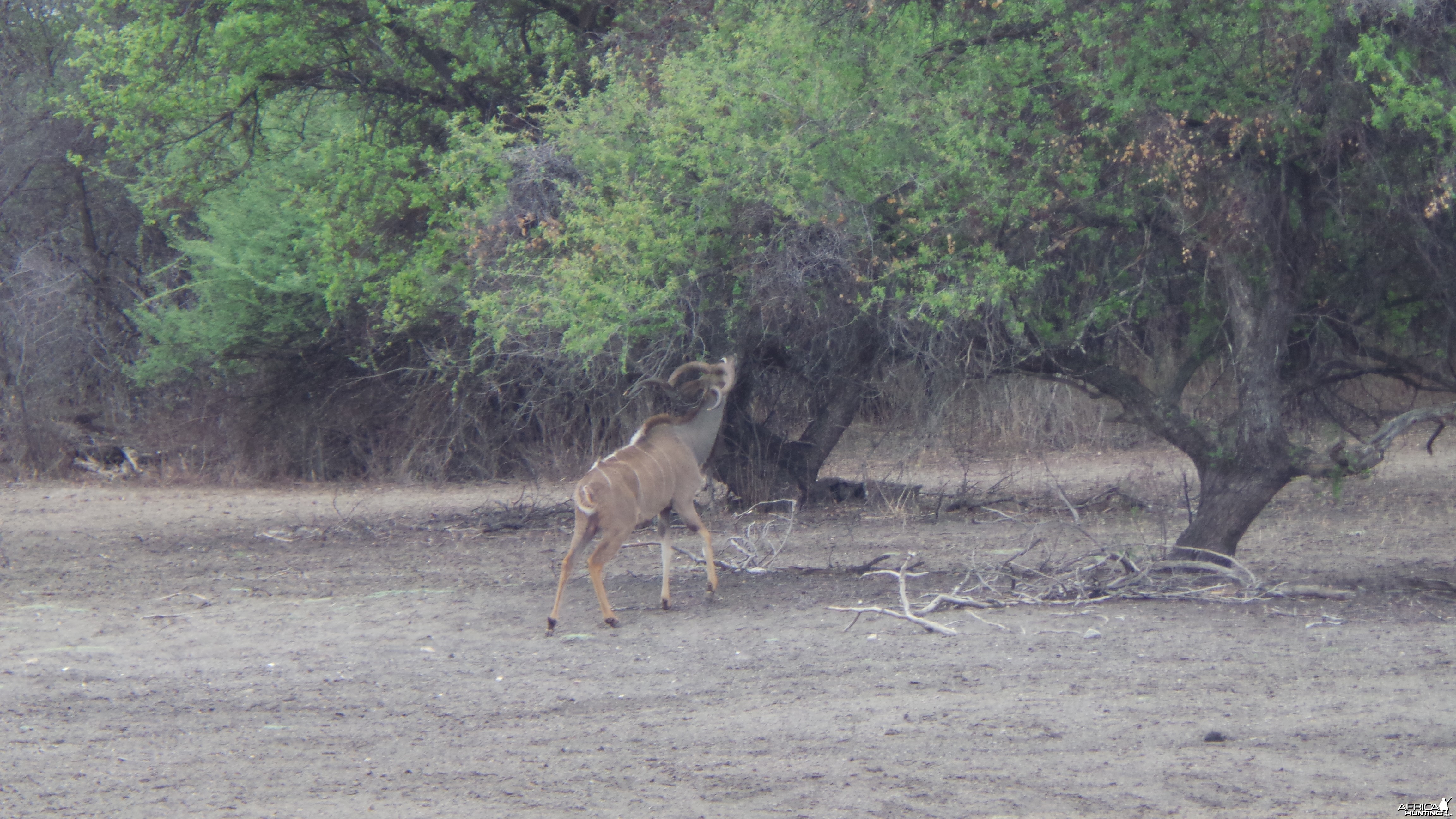 Greater Kudu Namibia