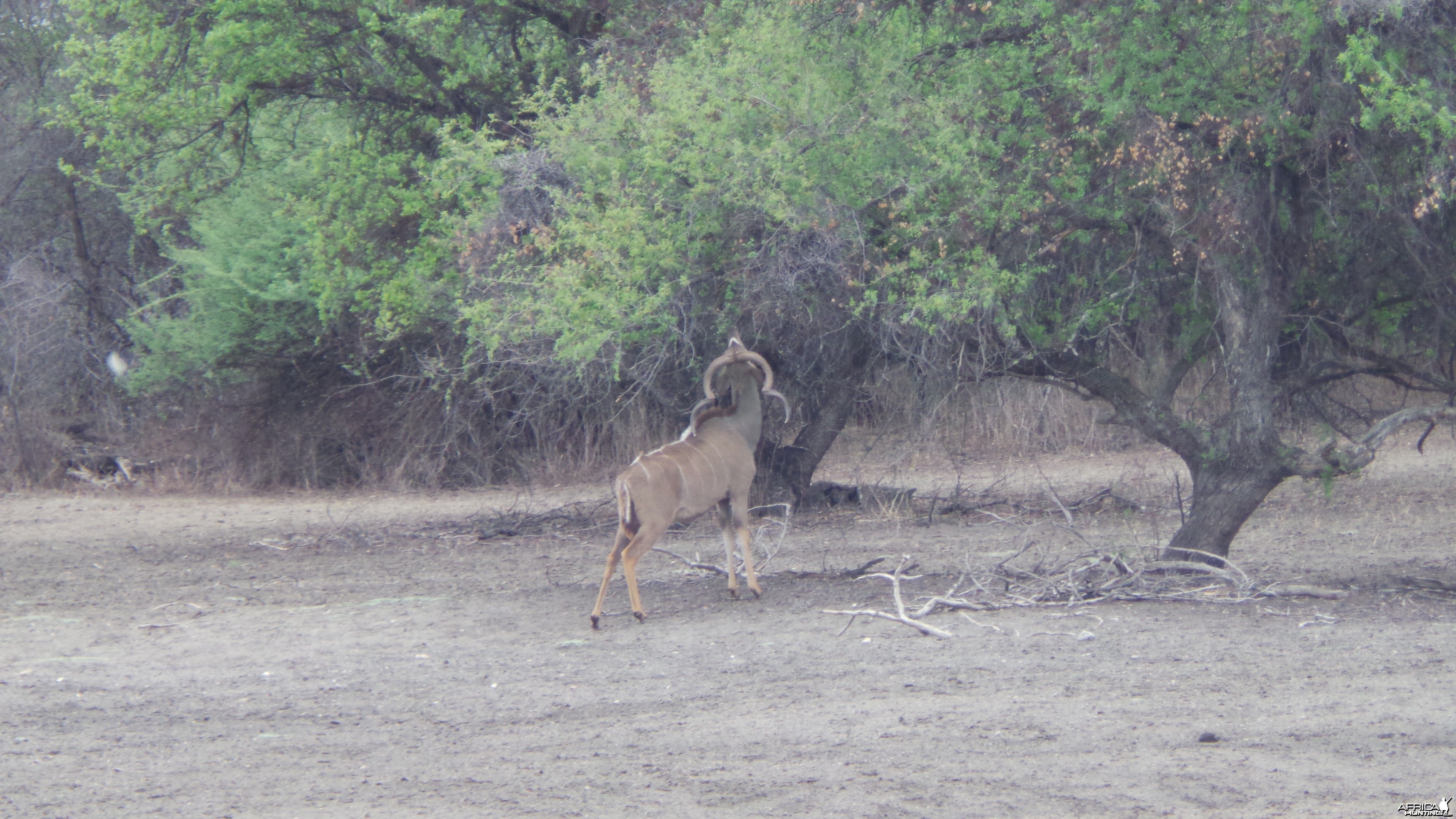 Greater Kudu Namibia