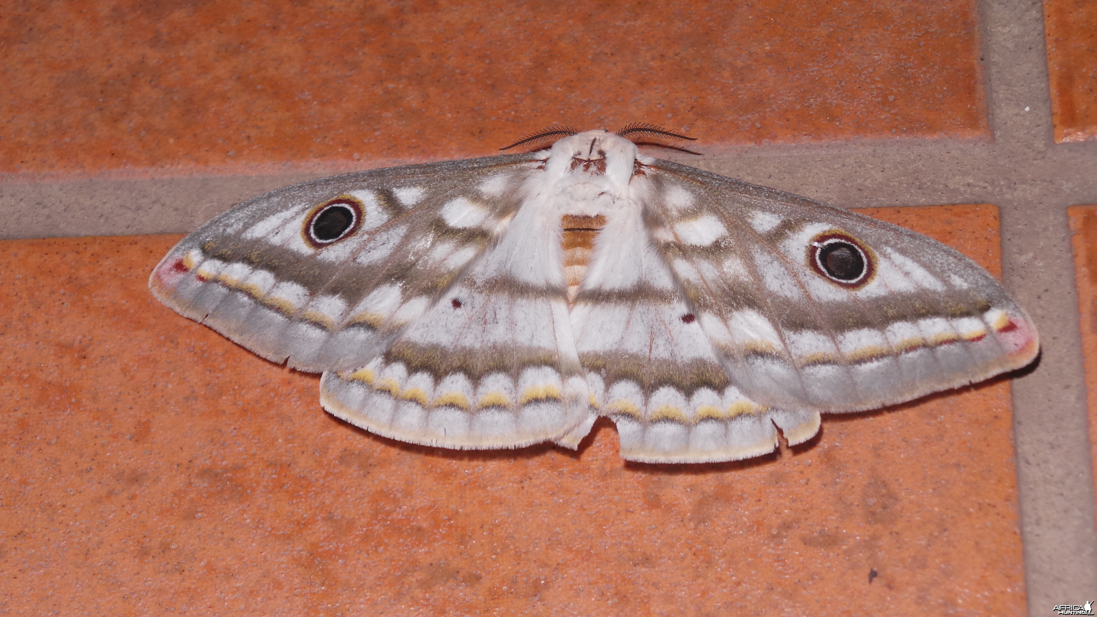 Moth Namibia