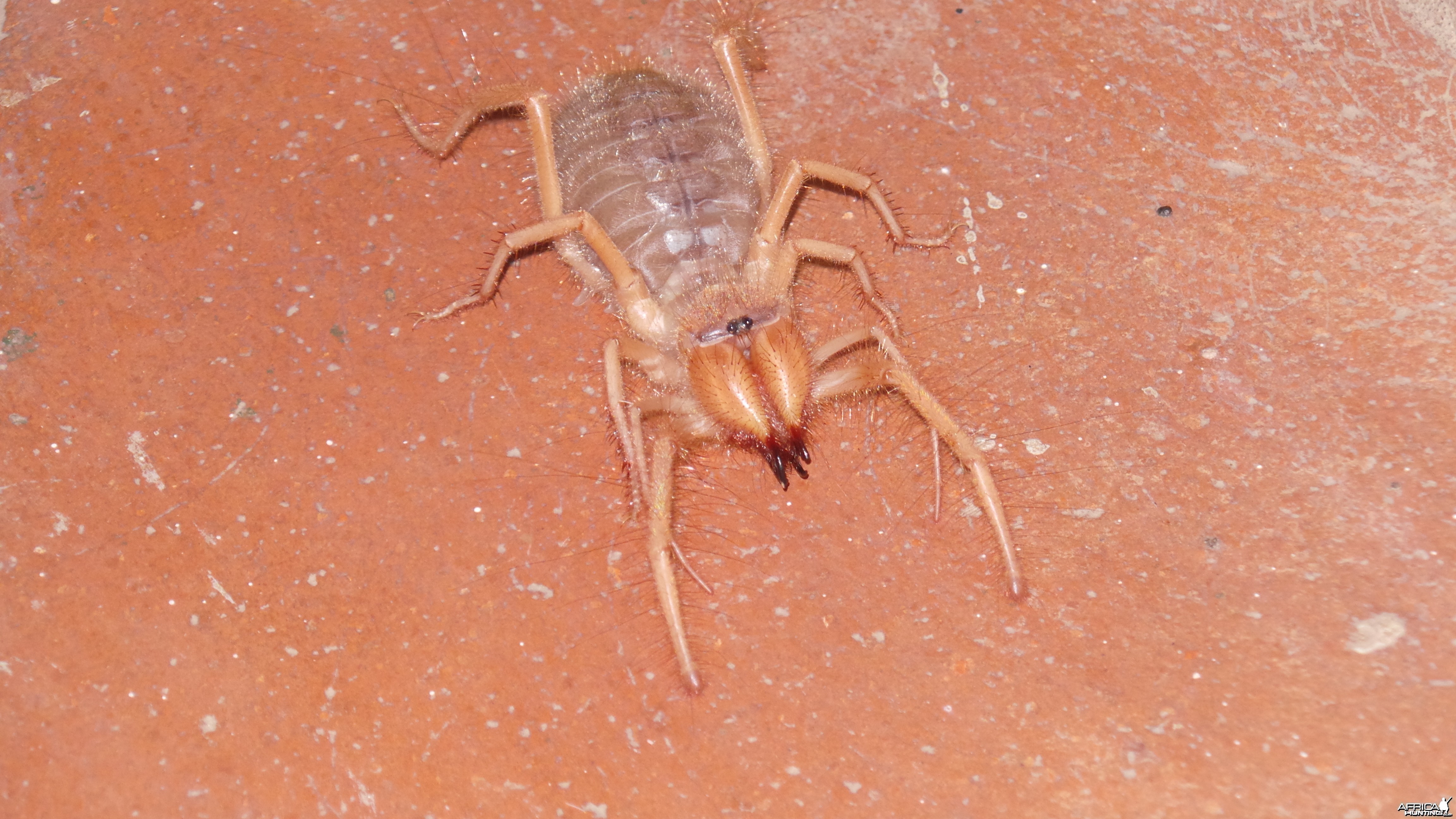 Camel Spider Namibia