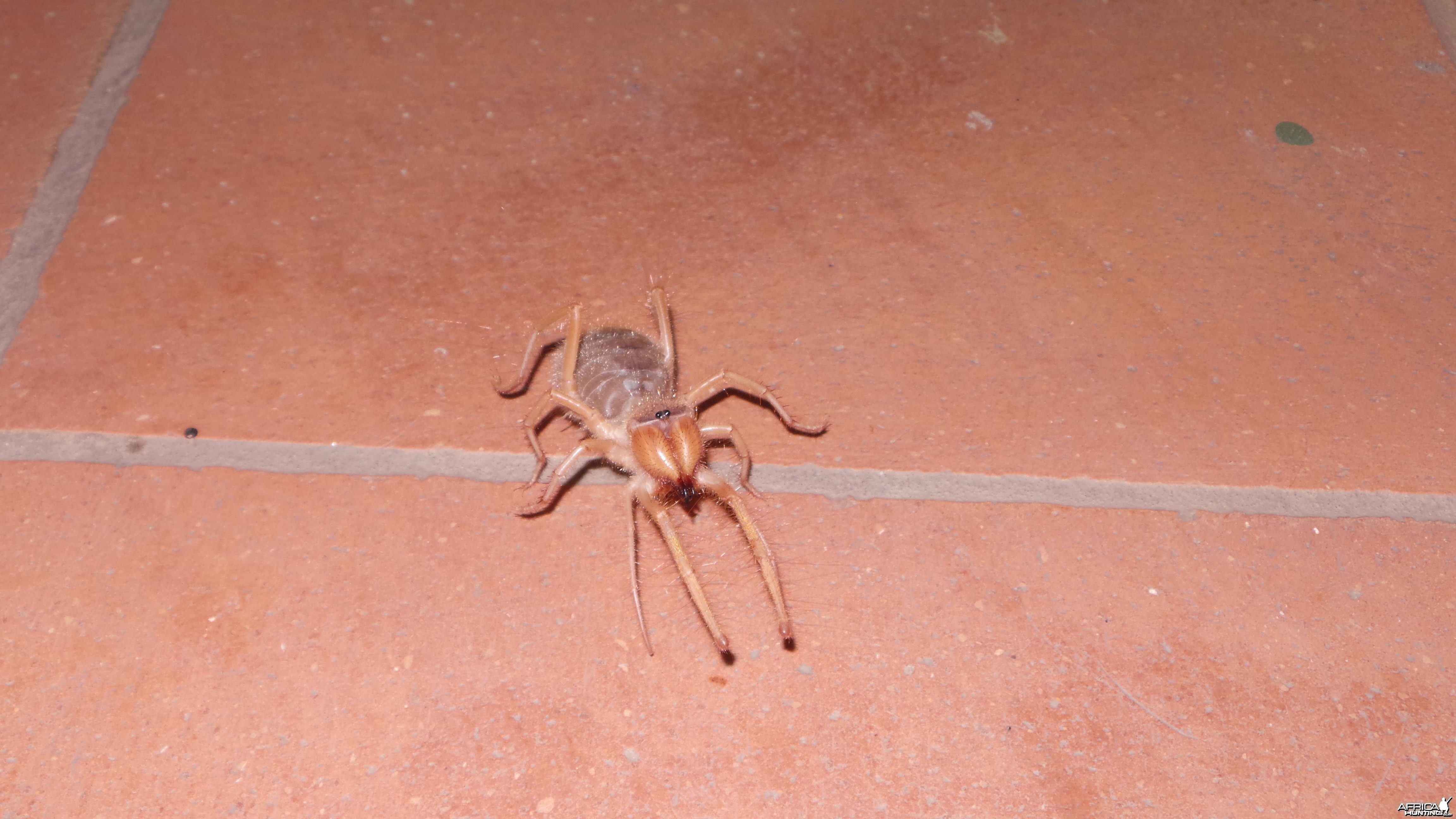 Camel Spider Namibia