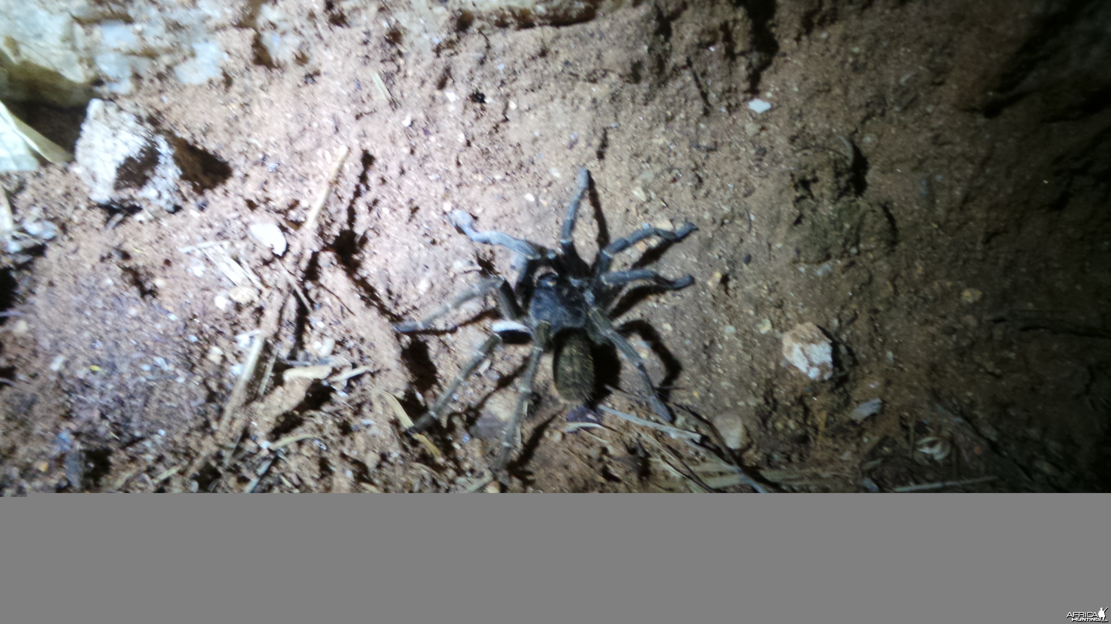 Baboon Spider Namibia