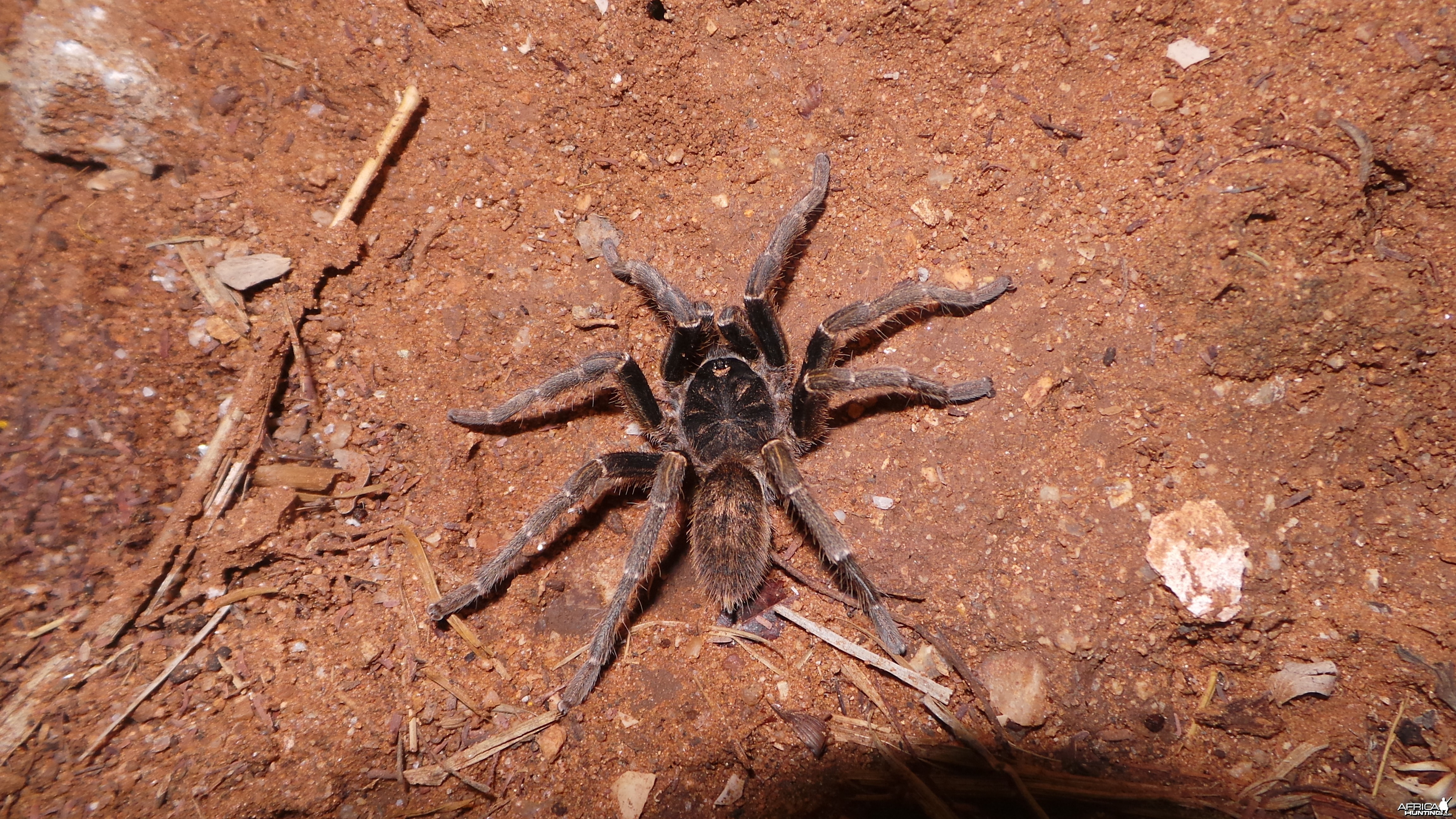 Baboon Spider Namibia