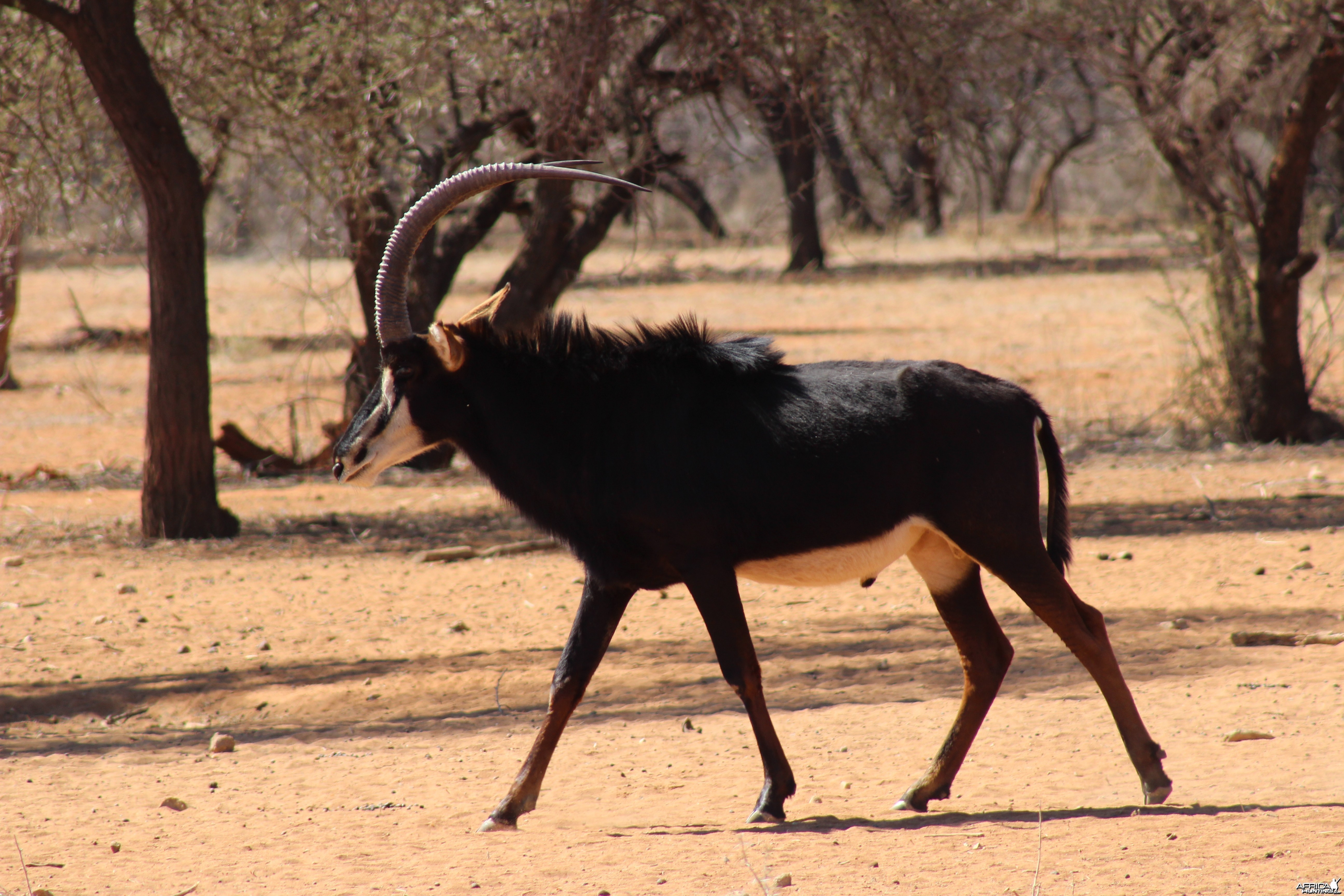 Sable Antelope Namibia
