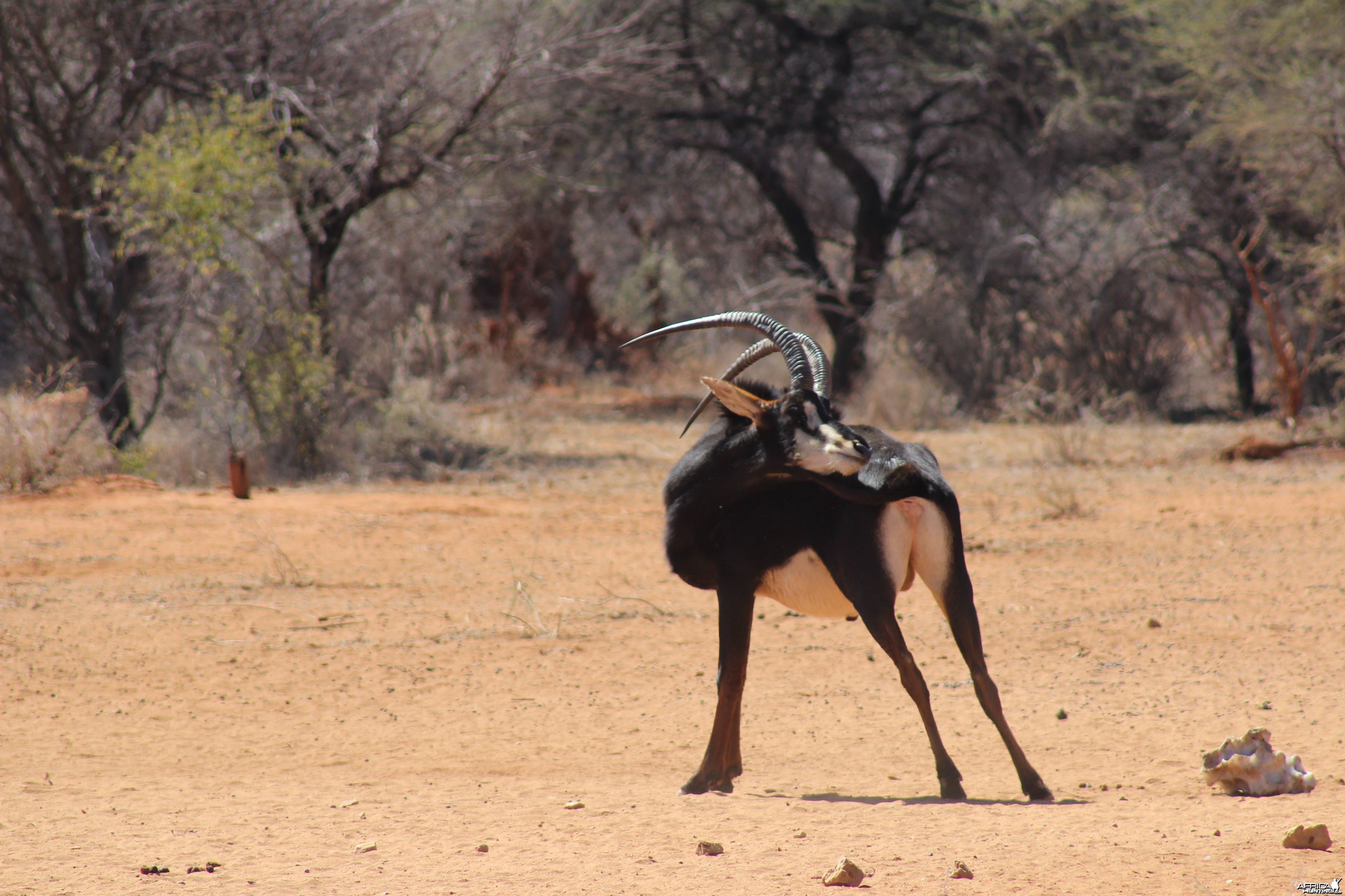 Sable Antelope Namibia