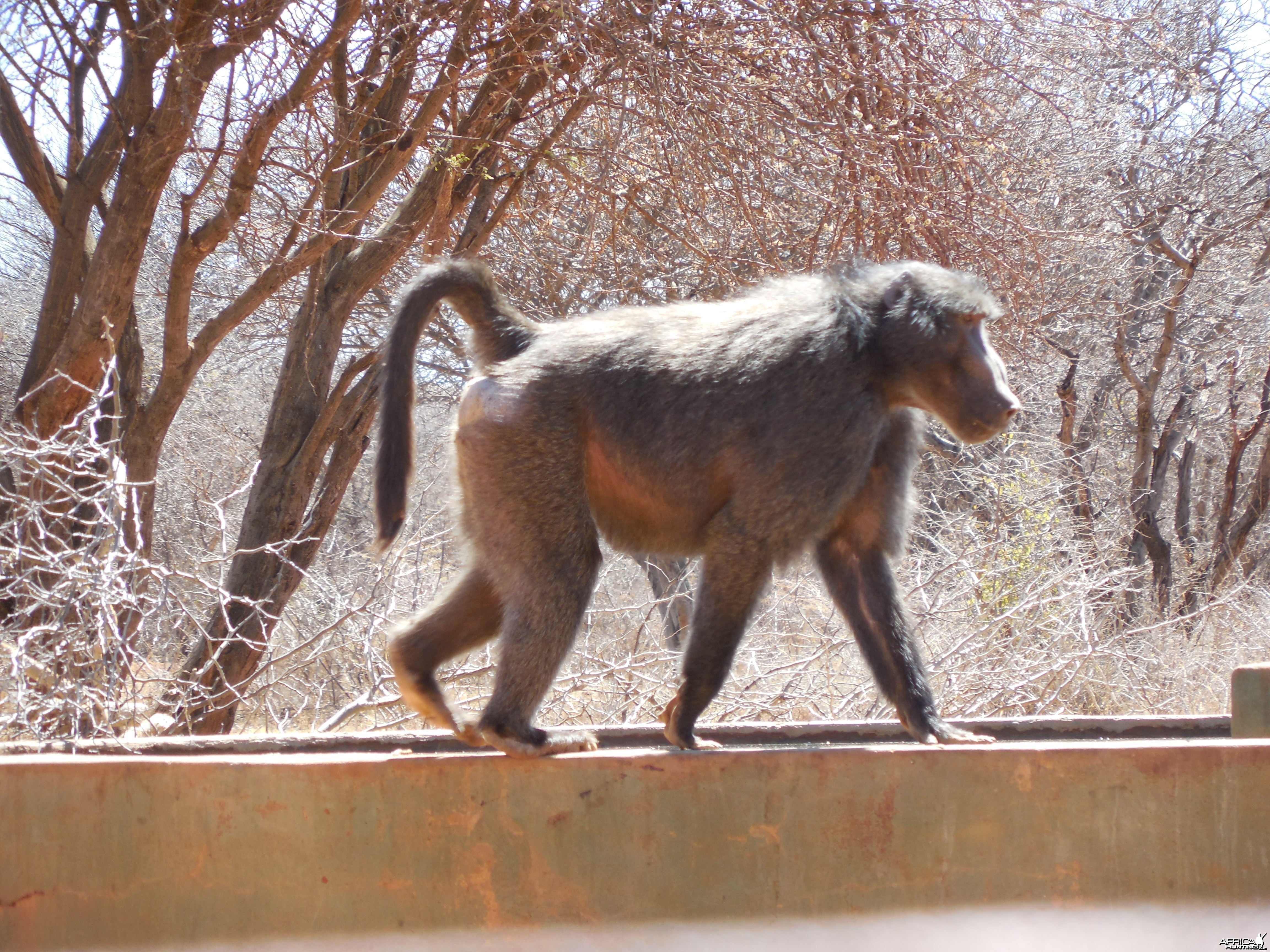 Chacma Baboon Namibia