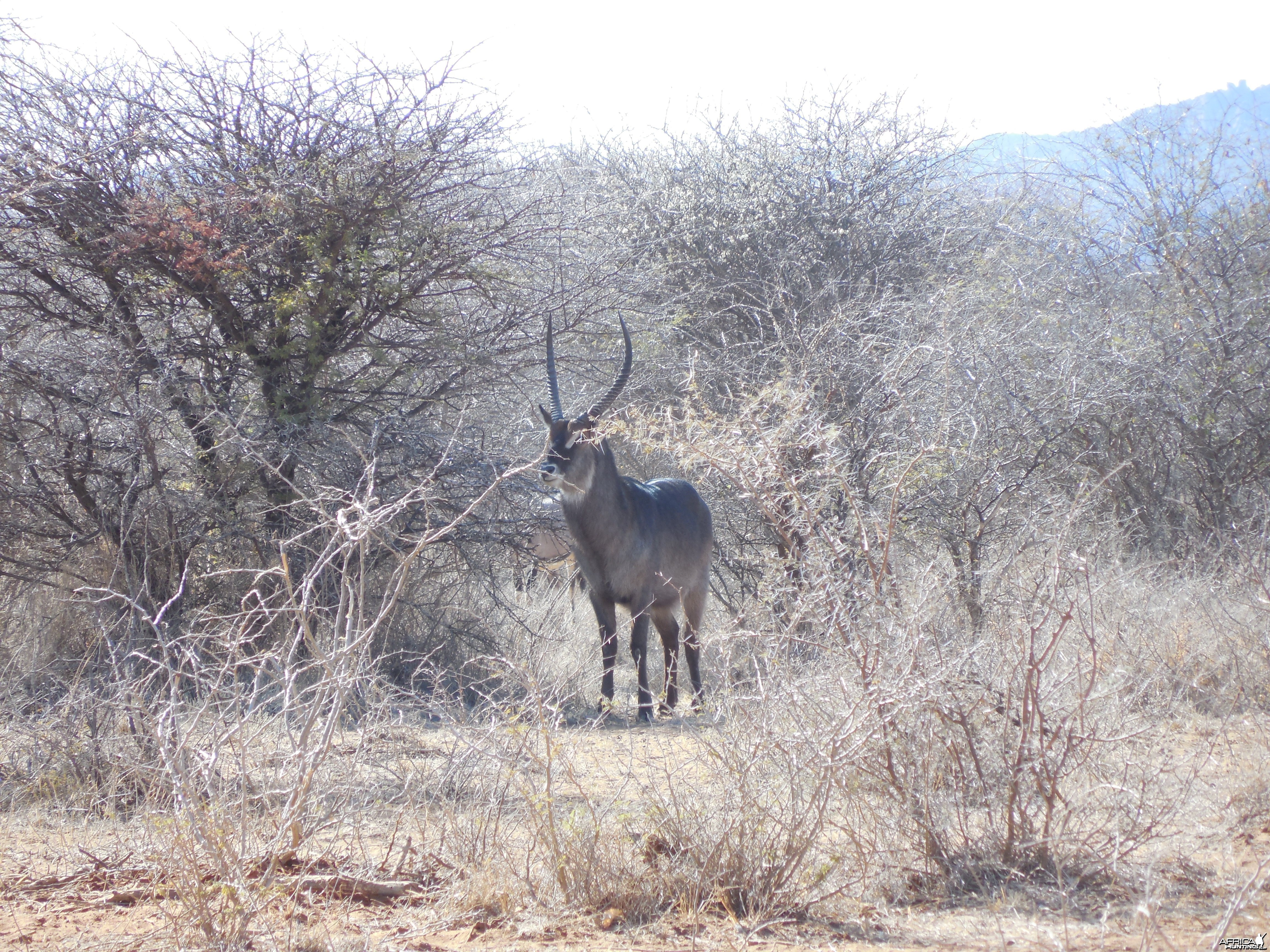 Waterbuck Namibia