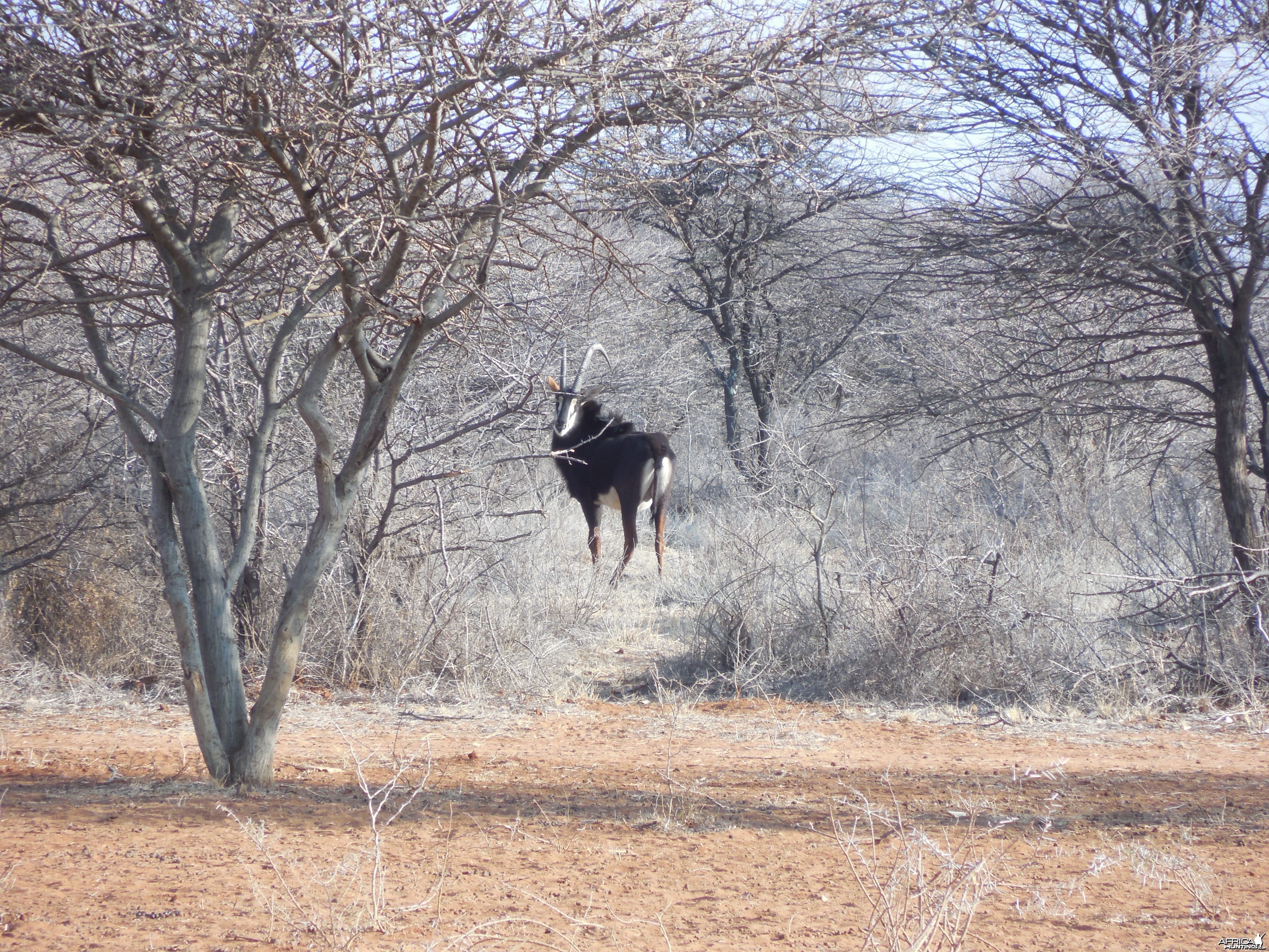 Sable Antelope Namibia