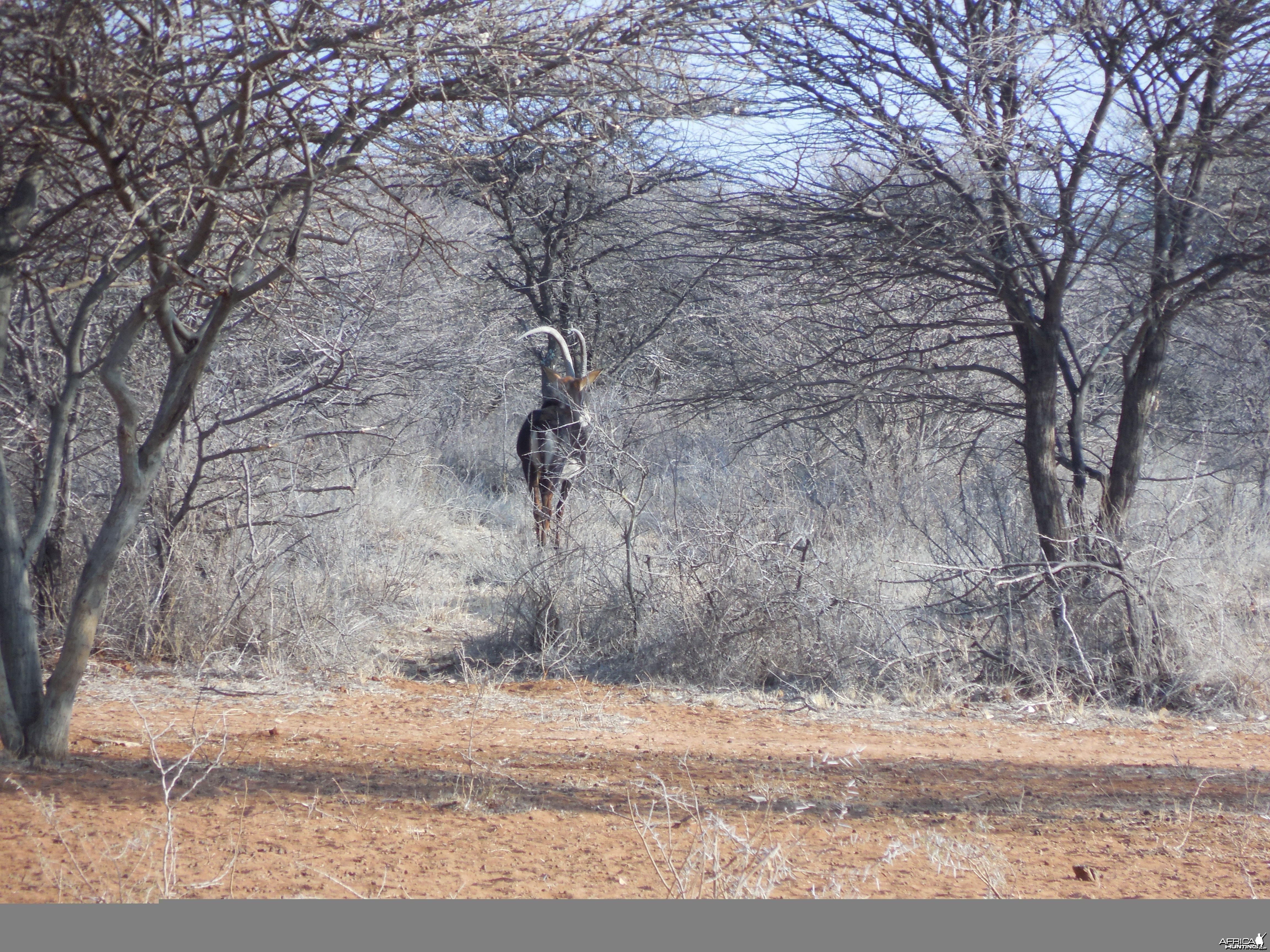 Sable Antelope Namibia