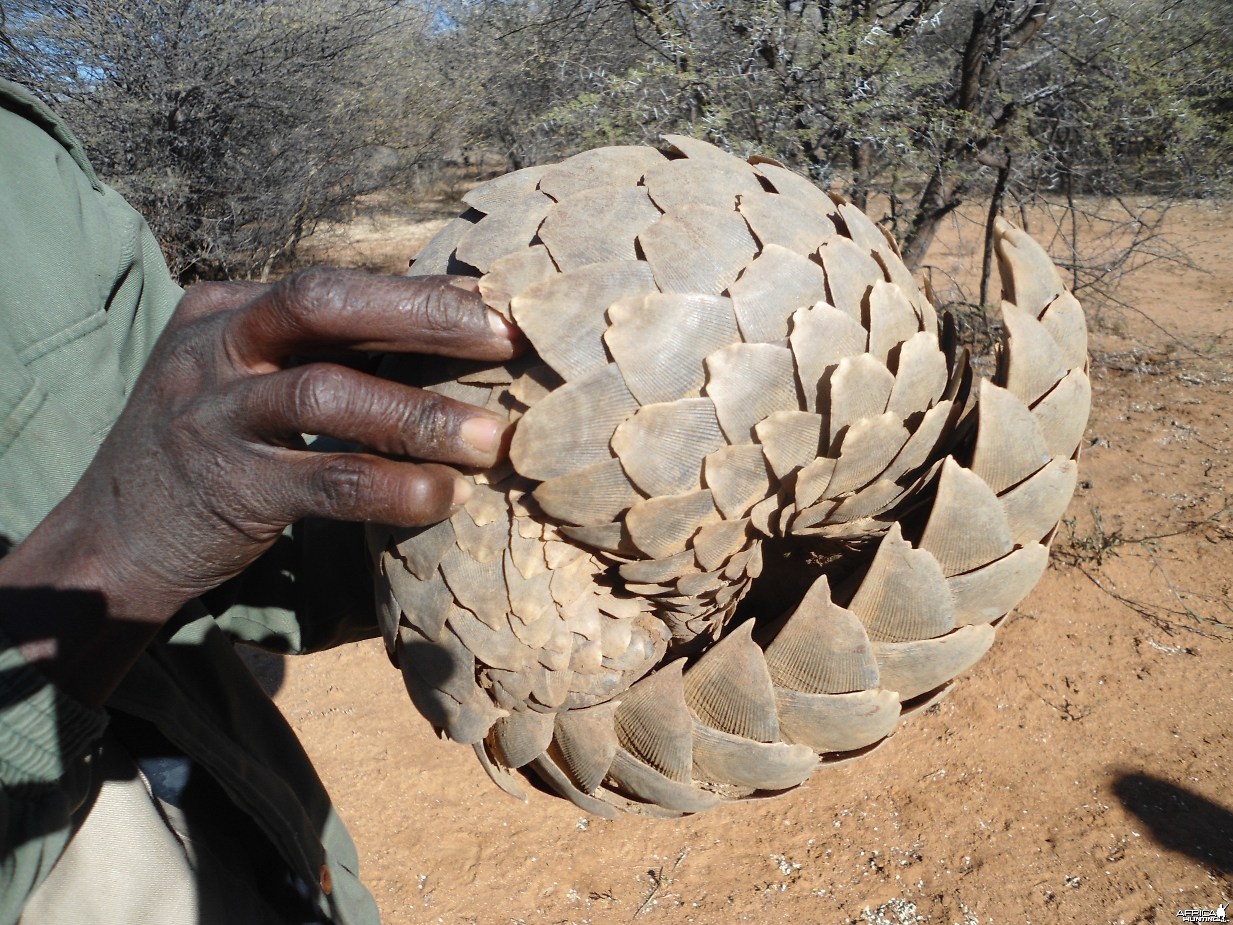 Pangolin Namibia