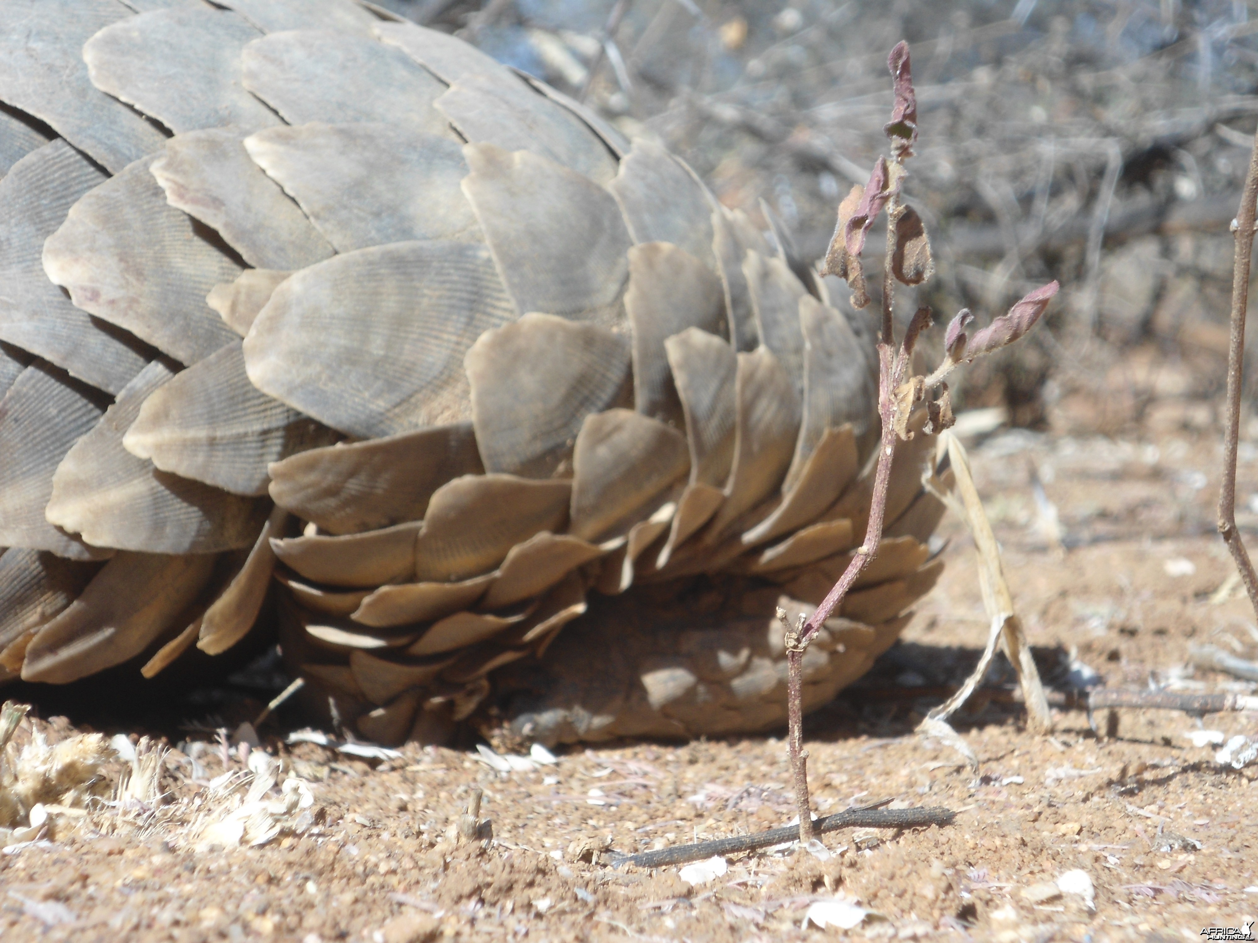 Pangolin Namibia