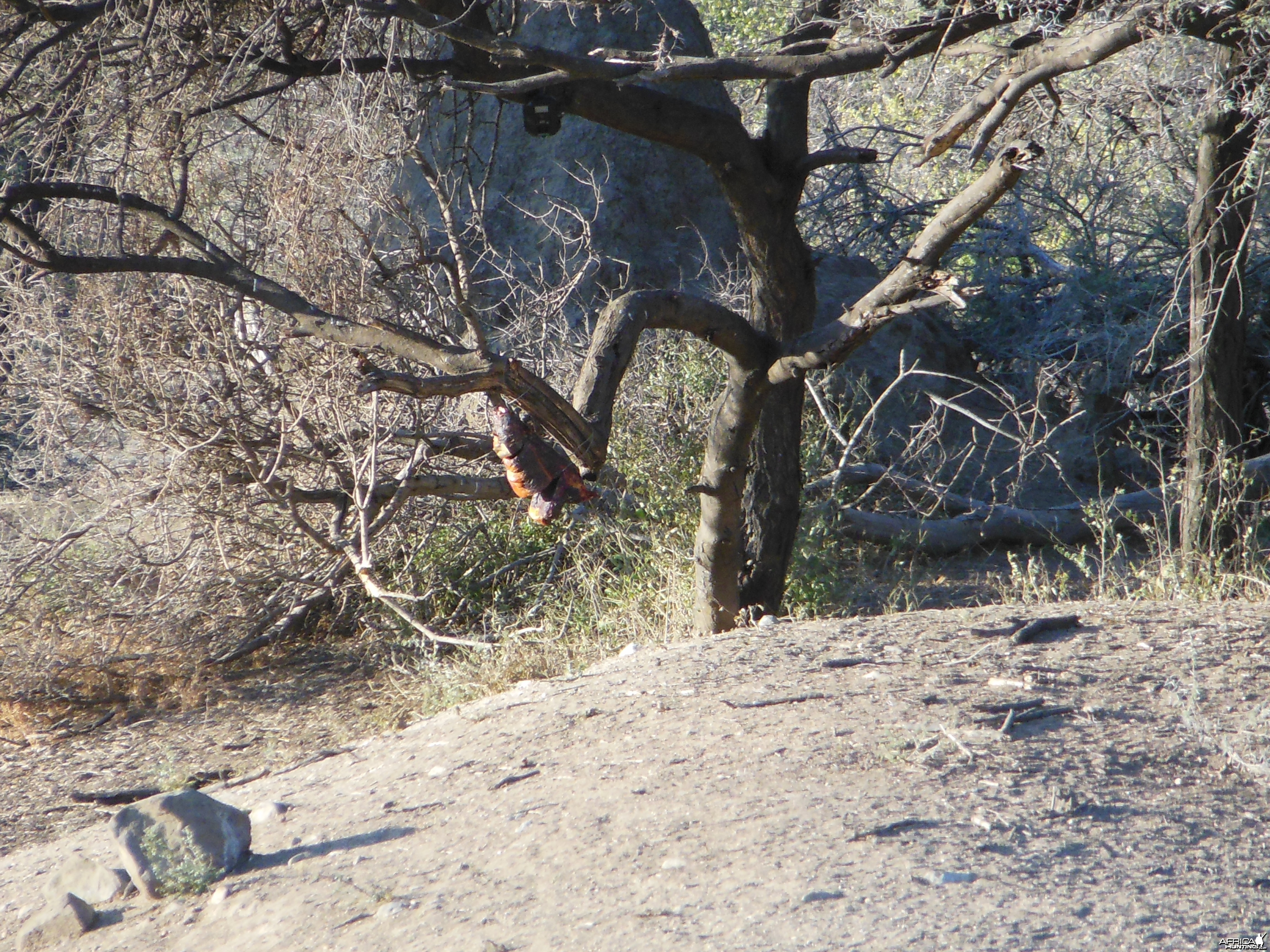 Leopard Bait Namibia