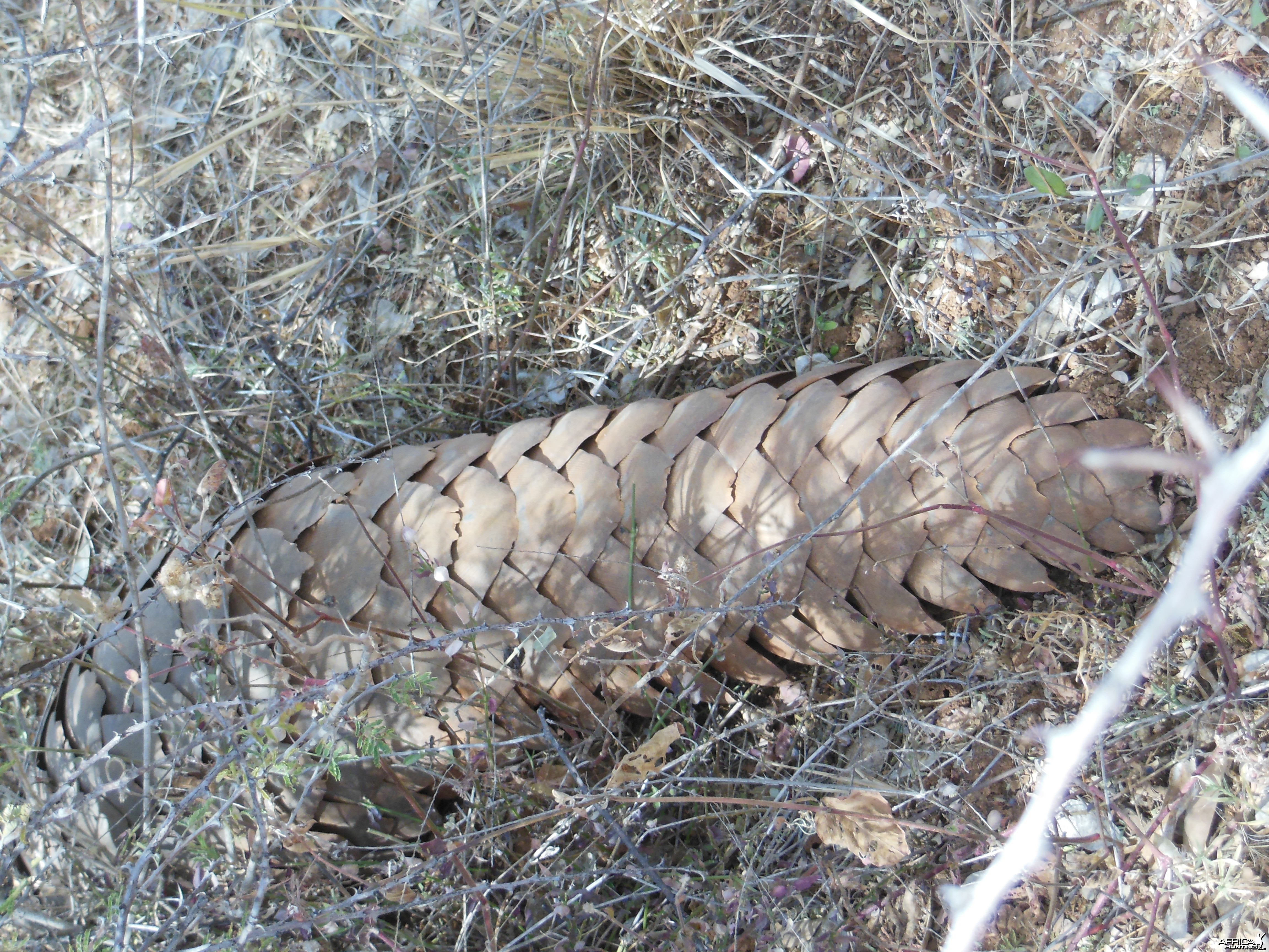 Pangolin Namibia