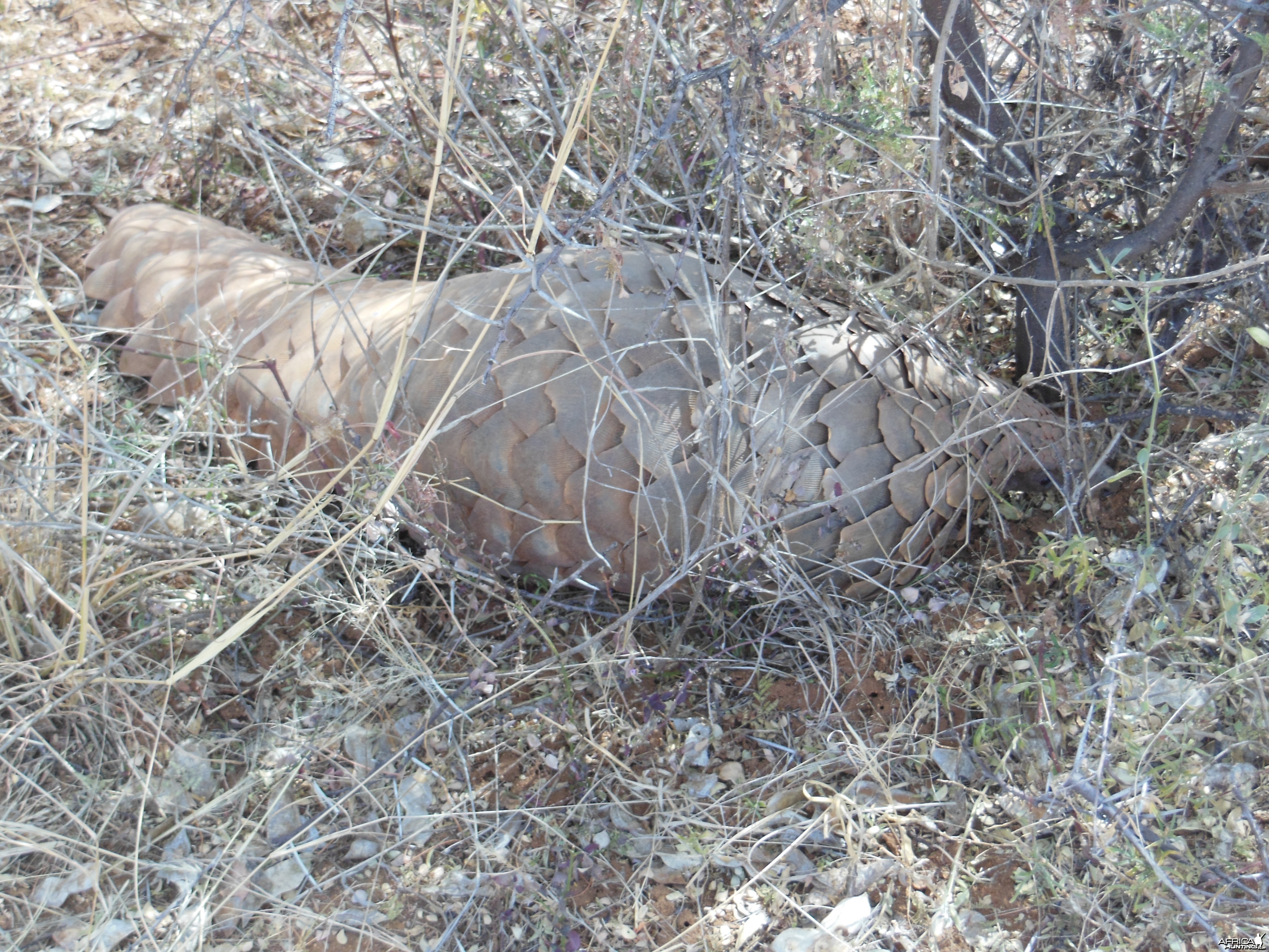 Pangolin Namibia