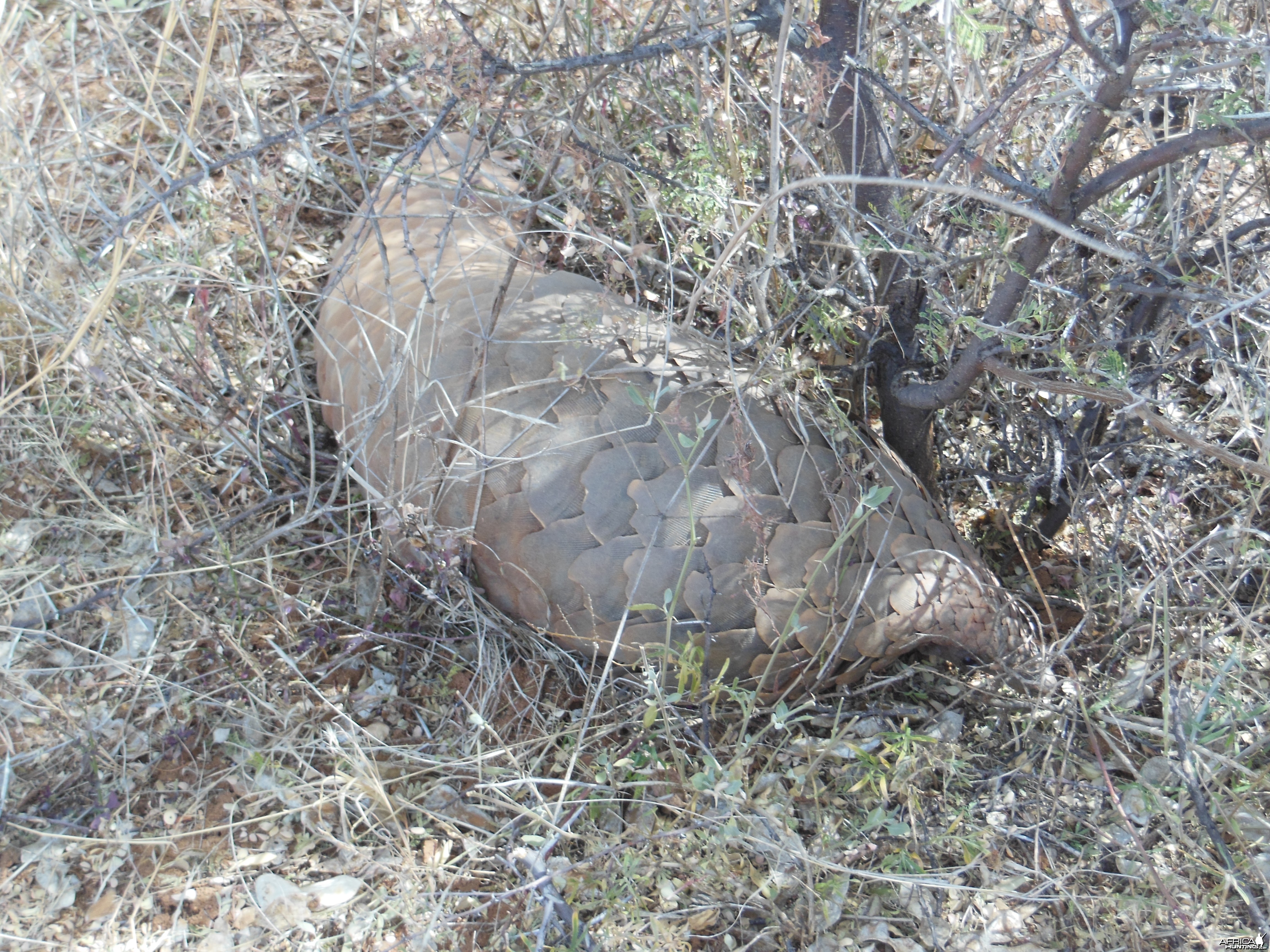 Pangolin Namibia