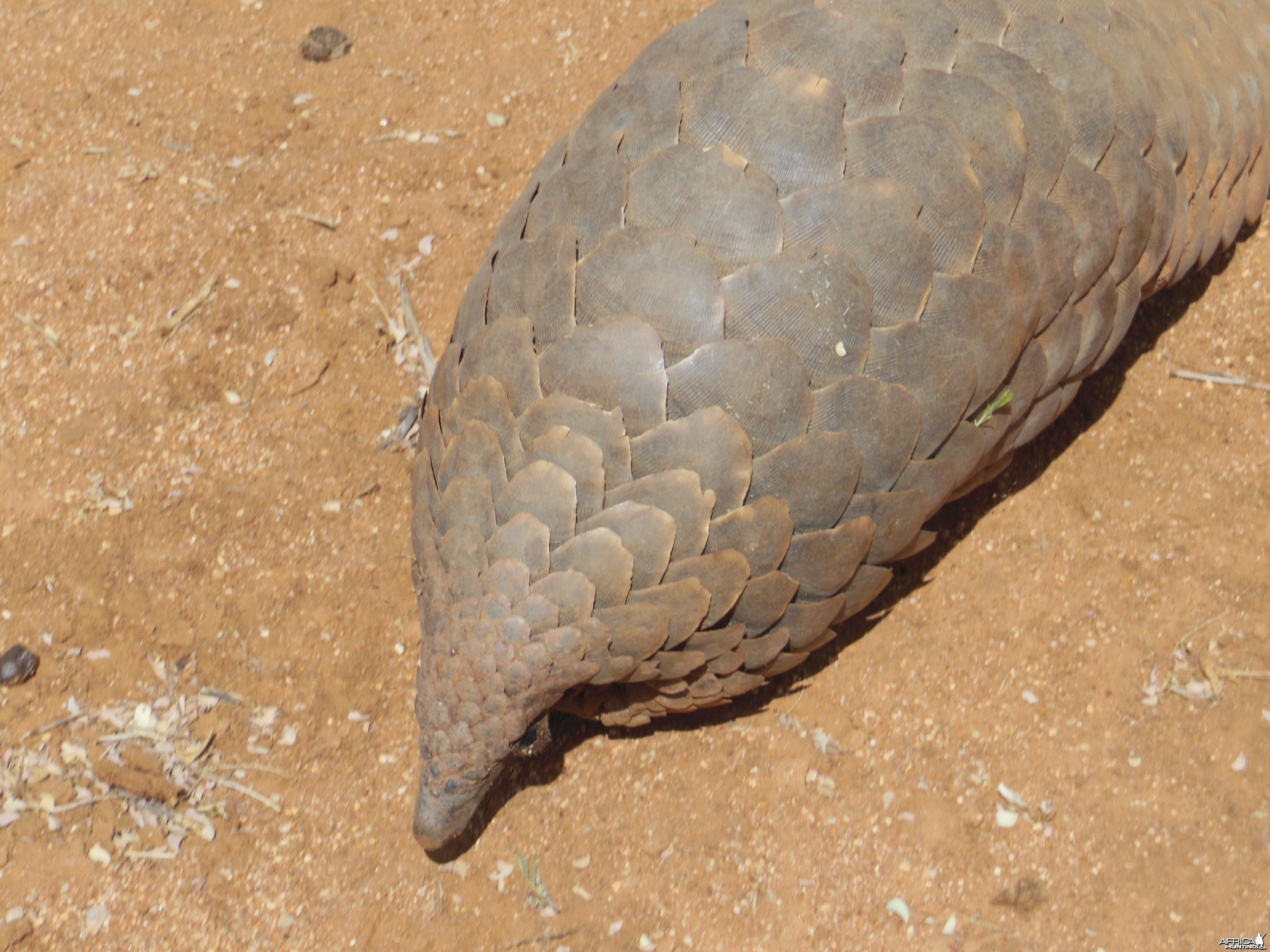 Pangolin Namibia