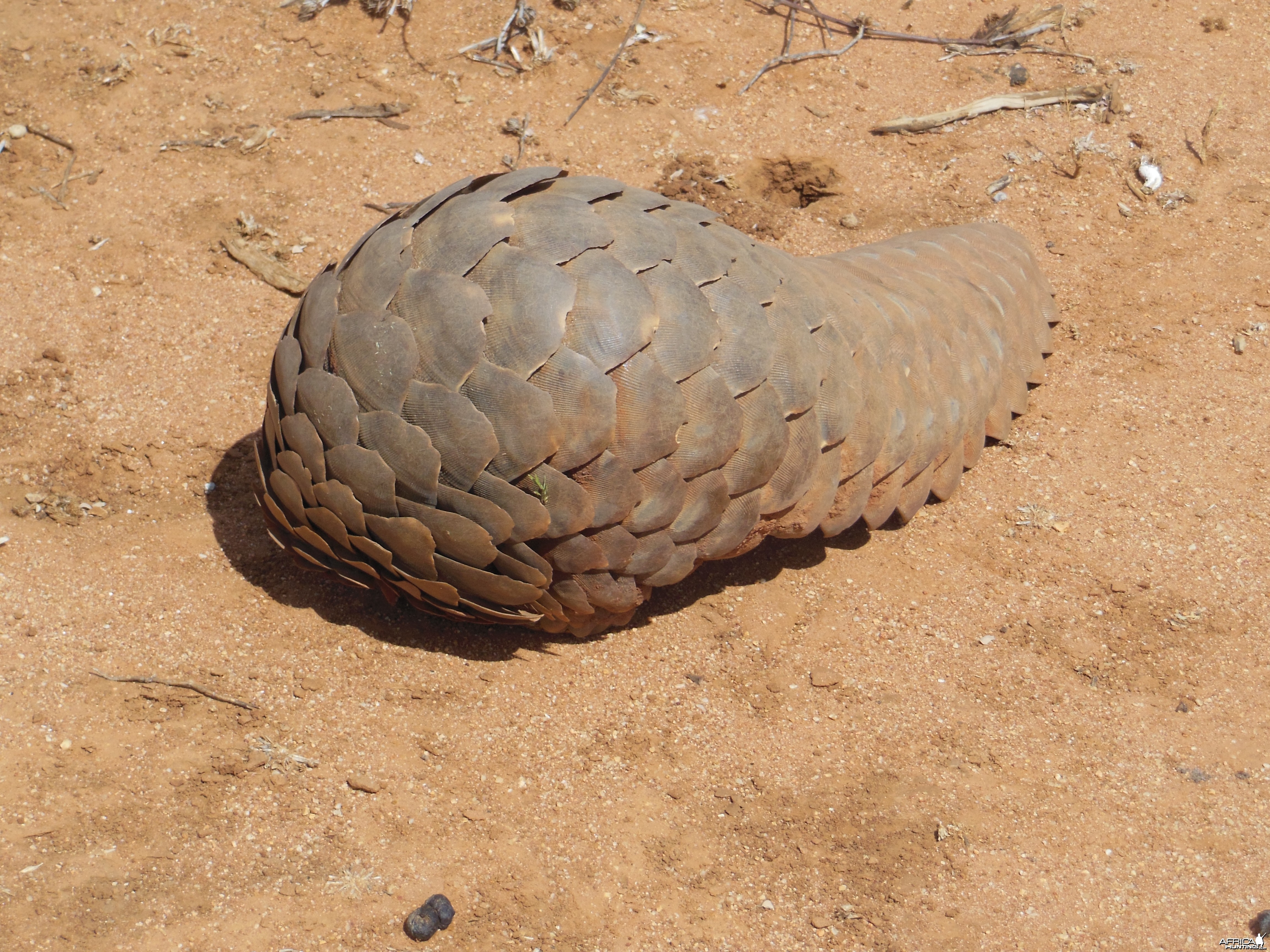 Pangolin Namibia