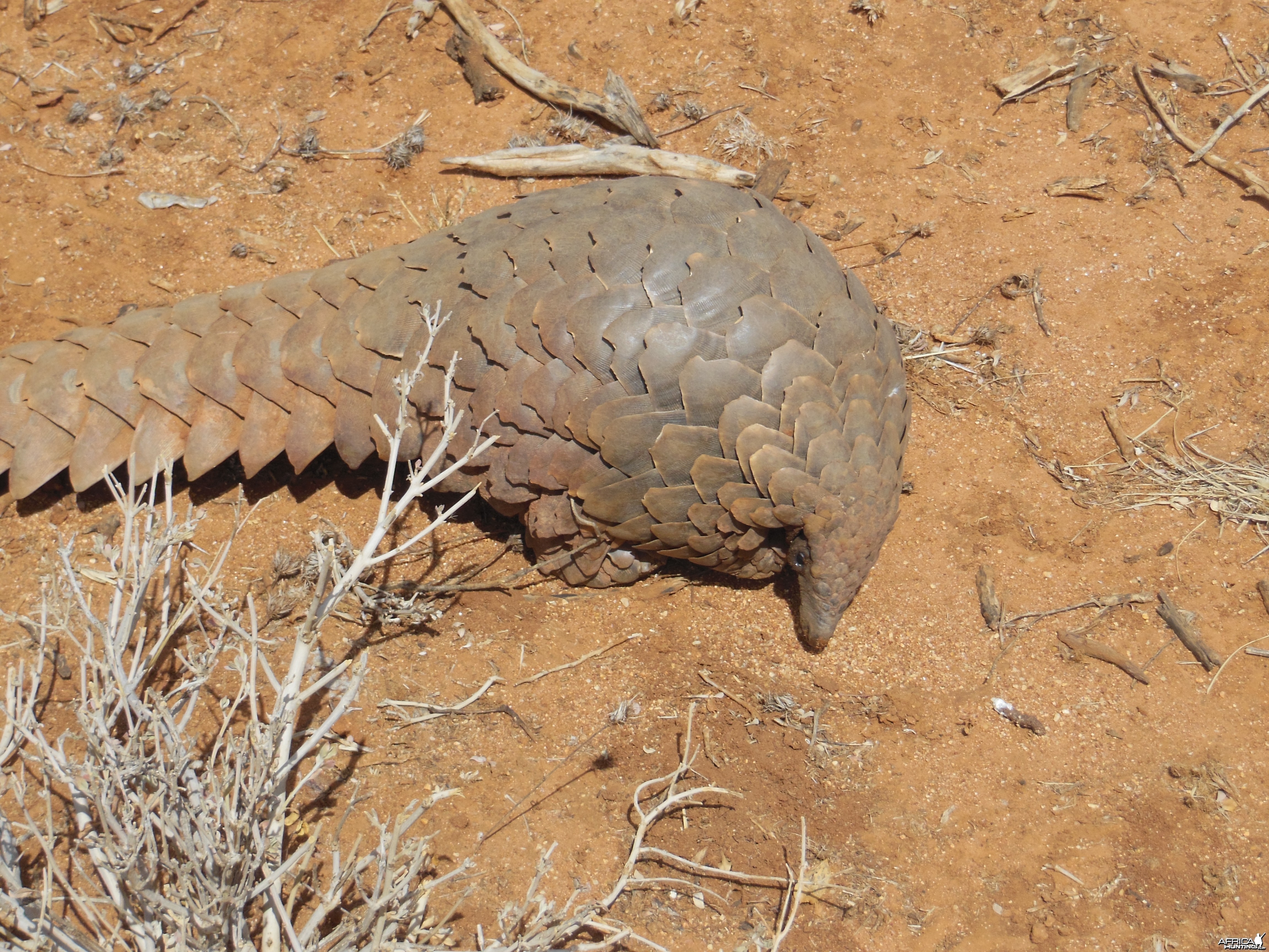 Pangolin Namibia