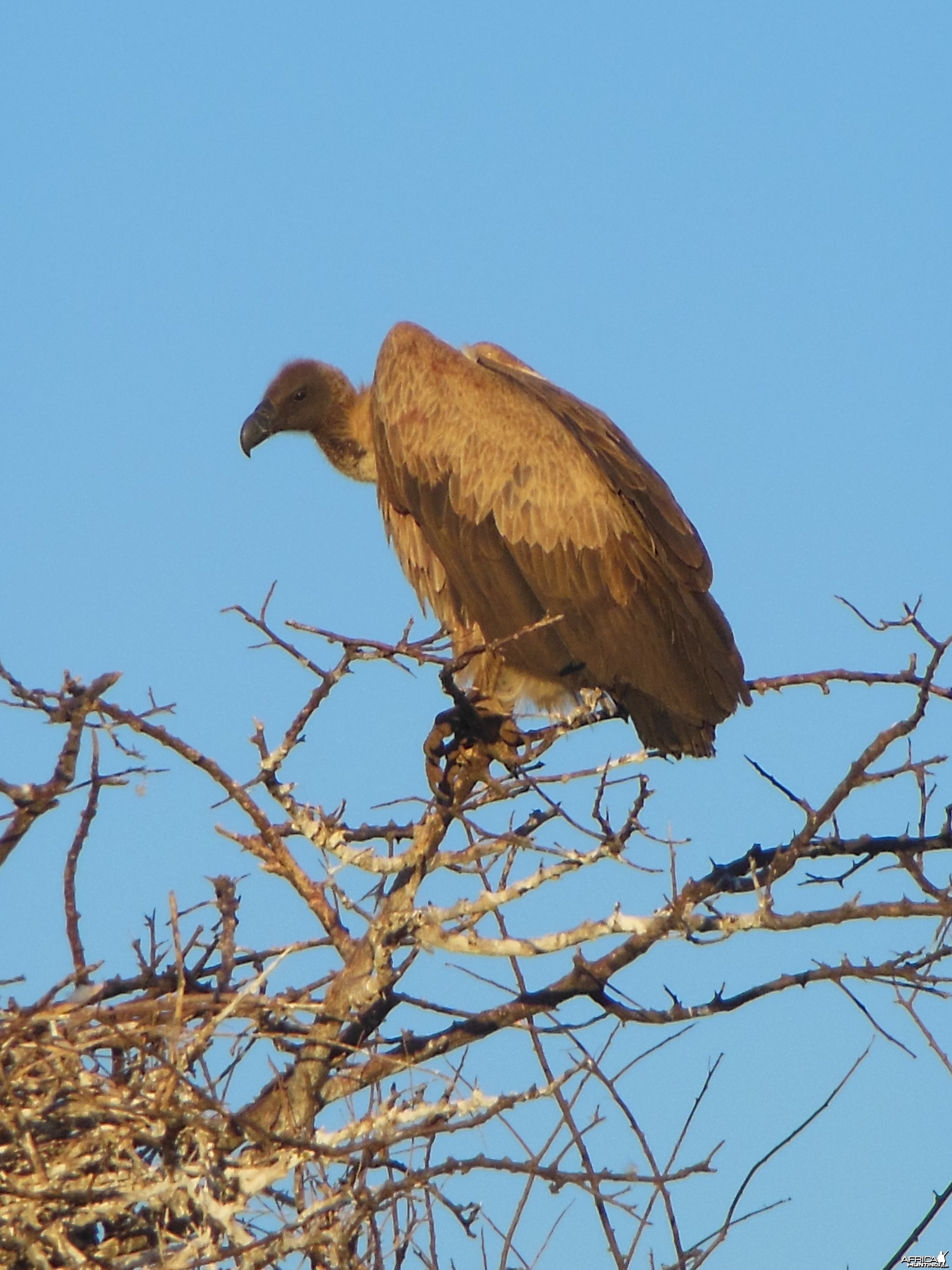 Vulture Namibia