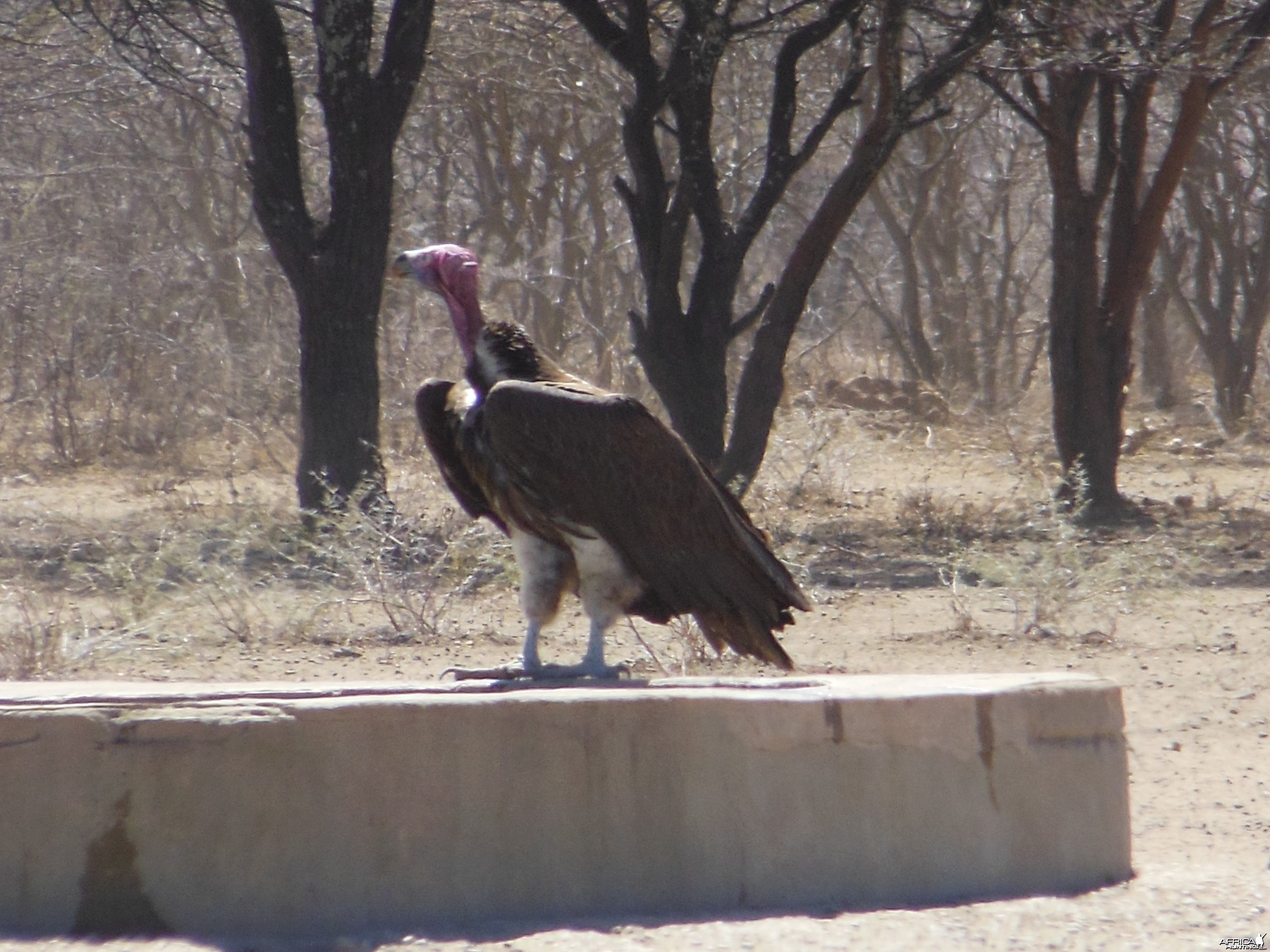 Lappet-Faced Vulture Namibia