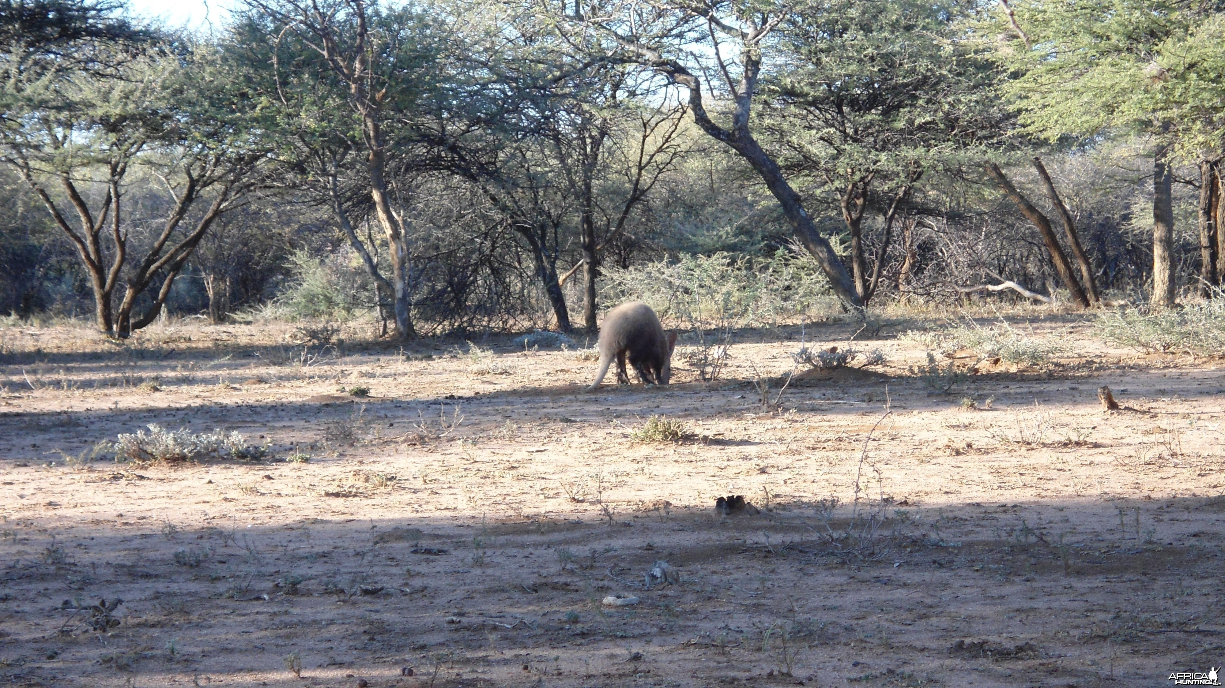 Aardvark or Antbear Namibia