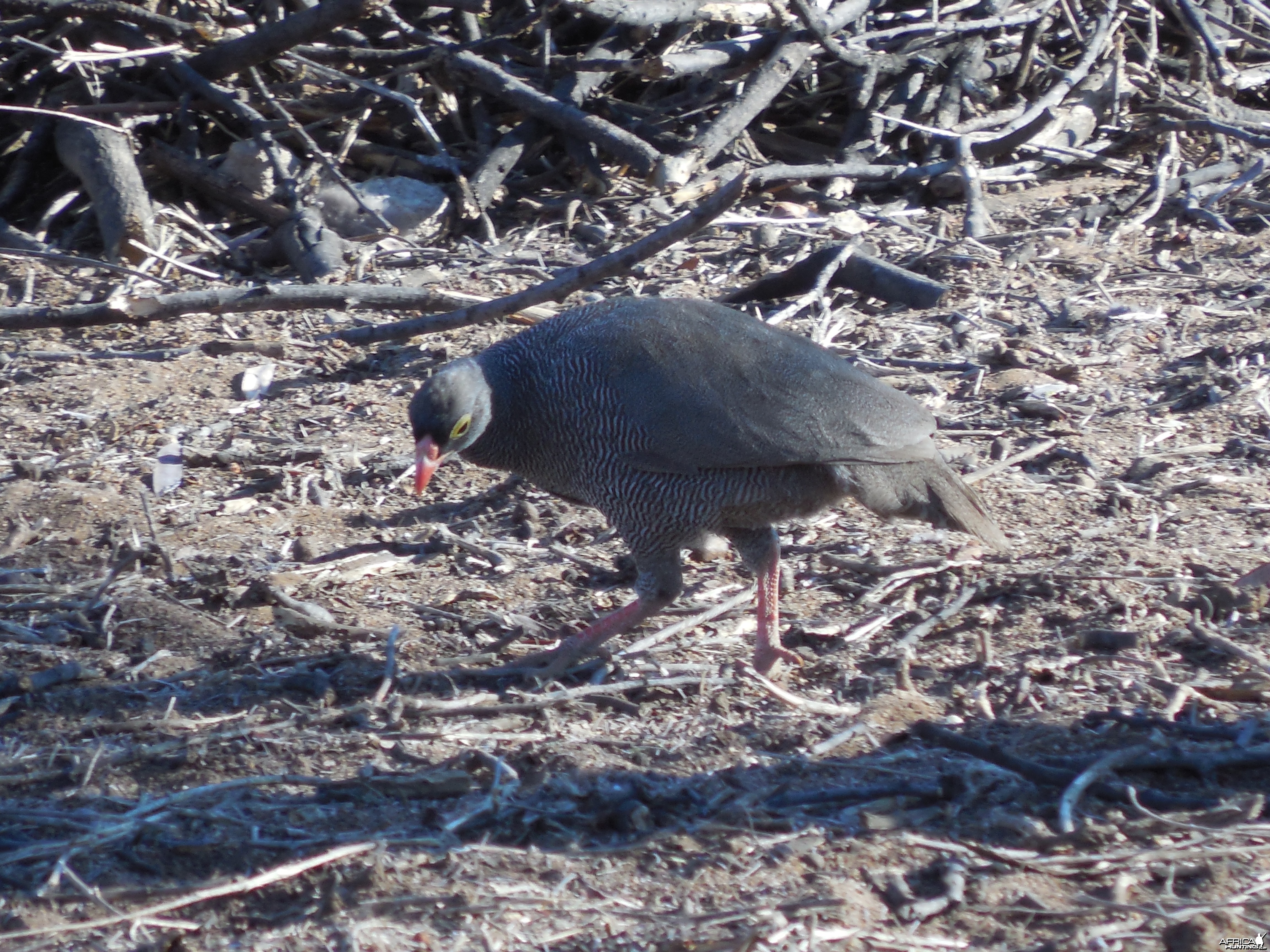 Francolin Namibia