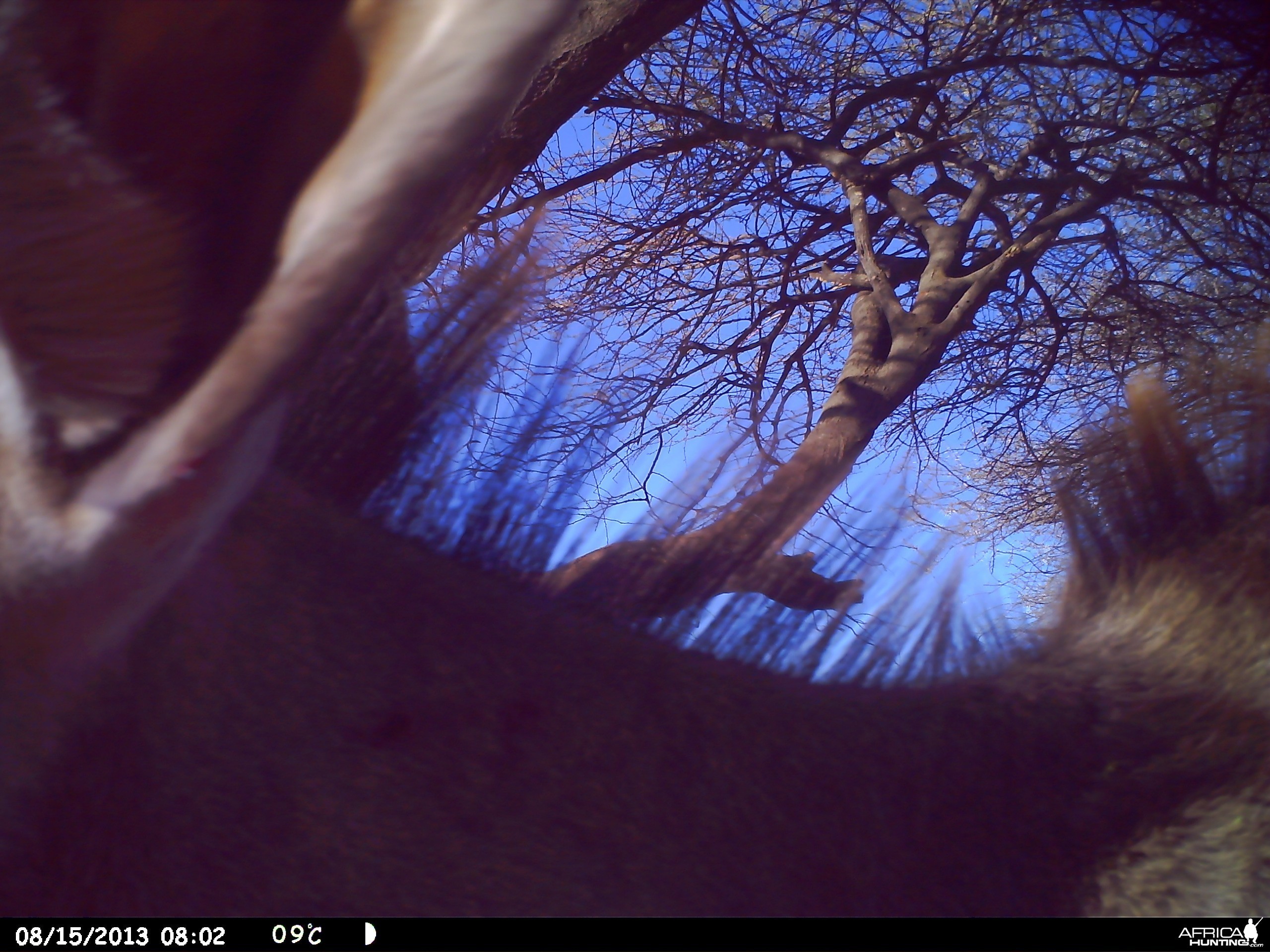 Greater Kudu Trail Camera