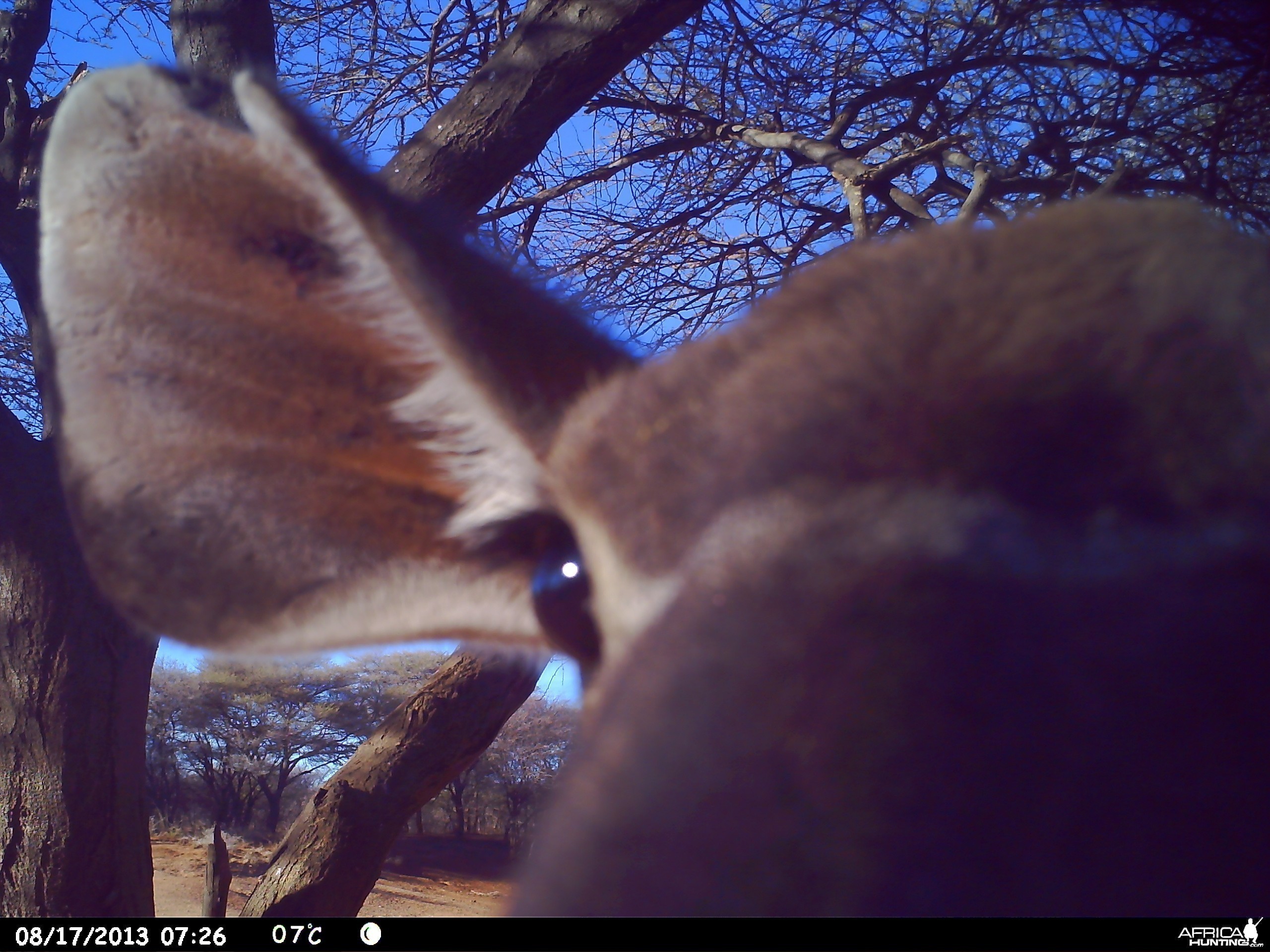 Greater Kudu Trail Camera