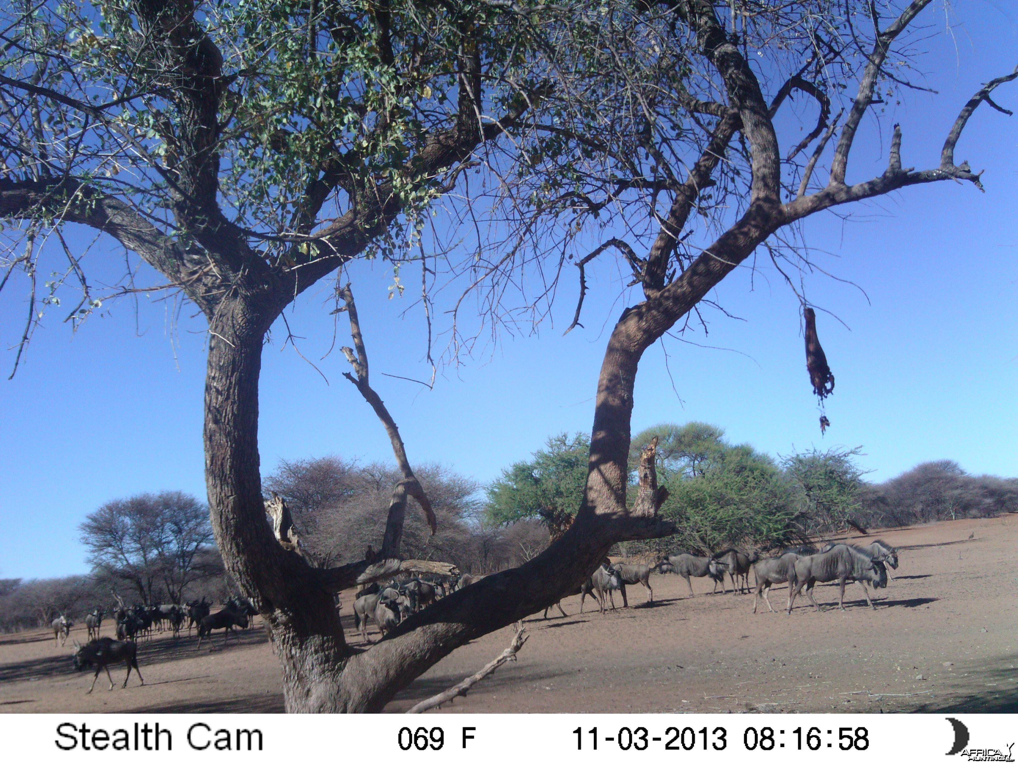 Blue Wildebeest Trail  Camera