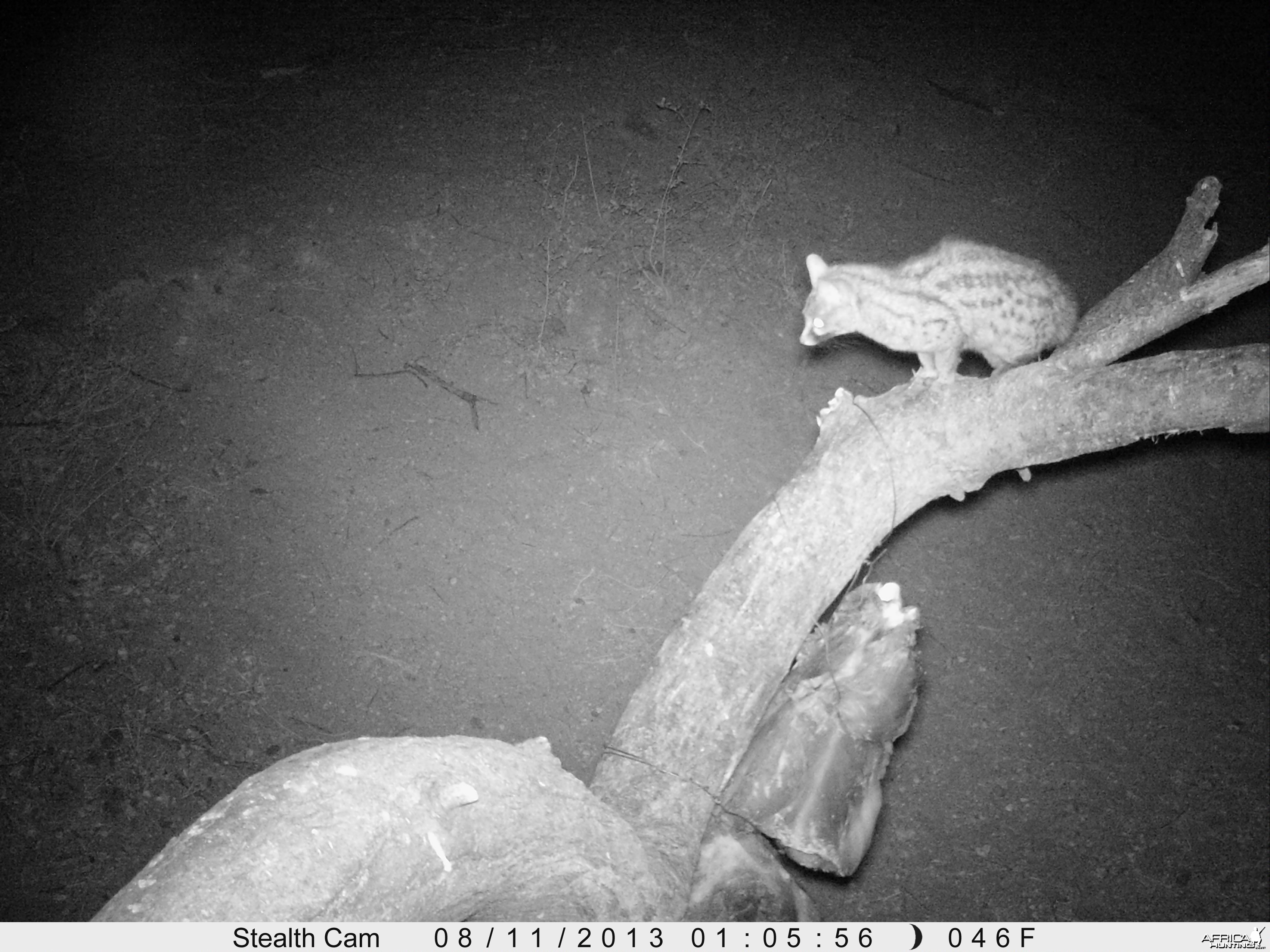 Genet Cat Trail Camera