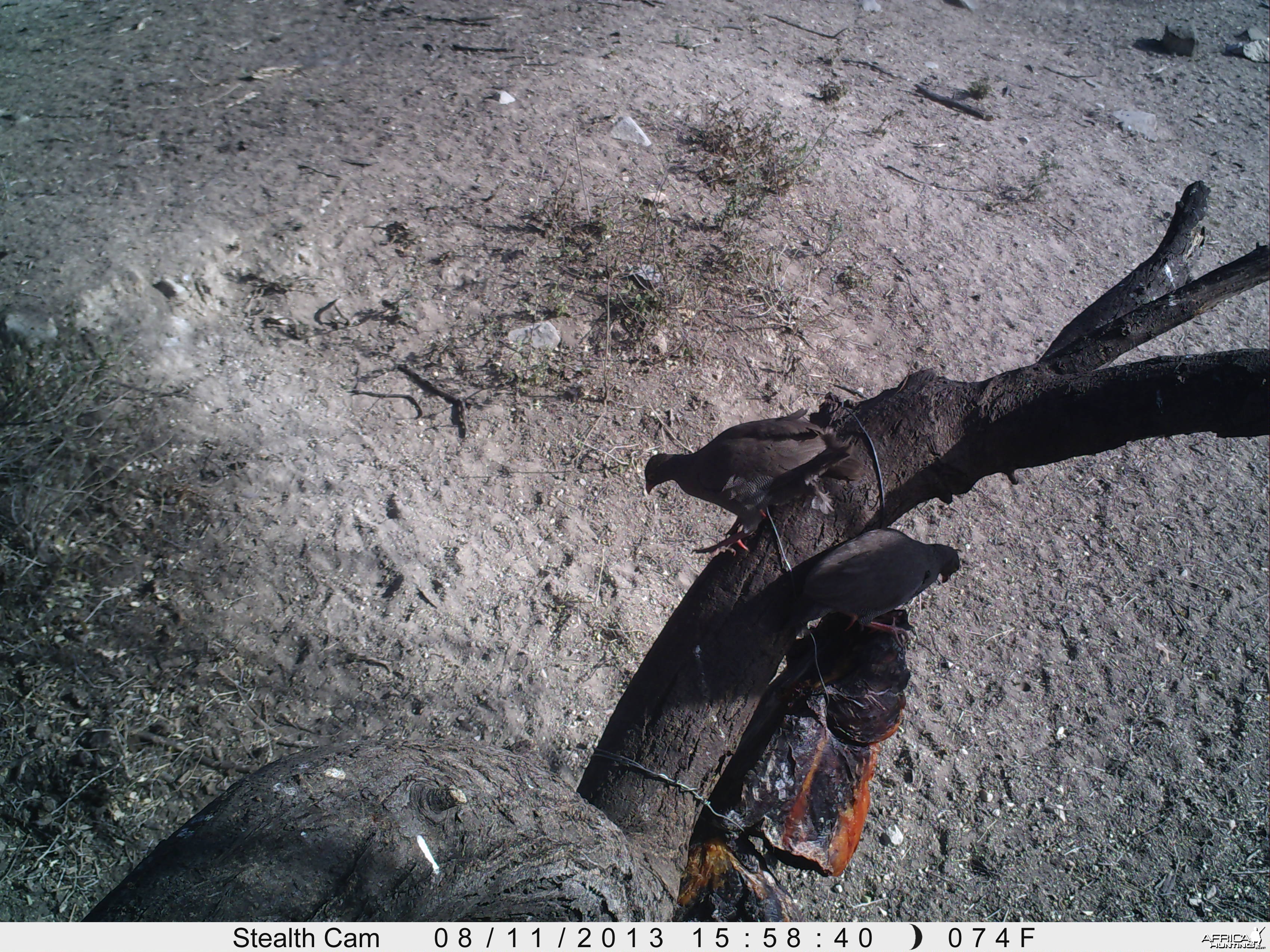 Francolin Trail Camera