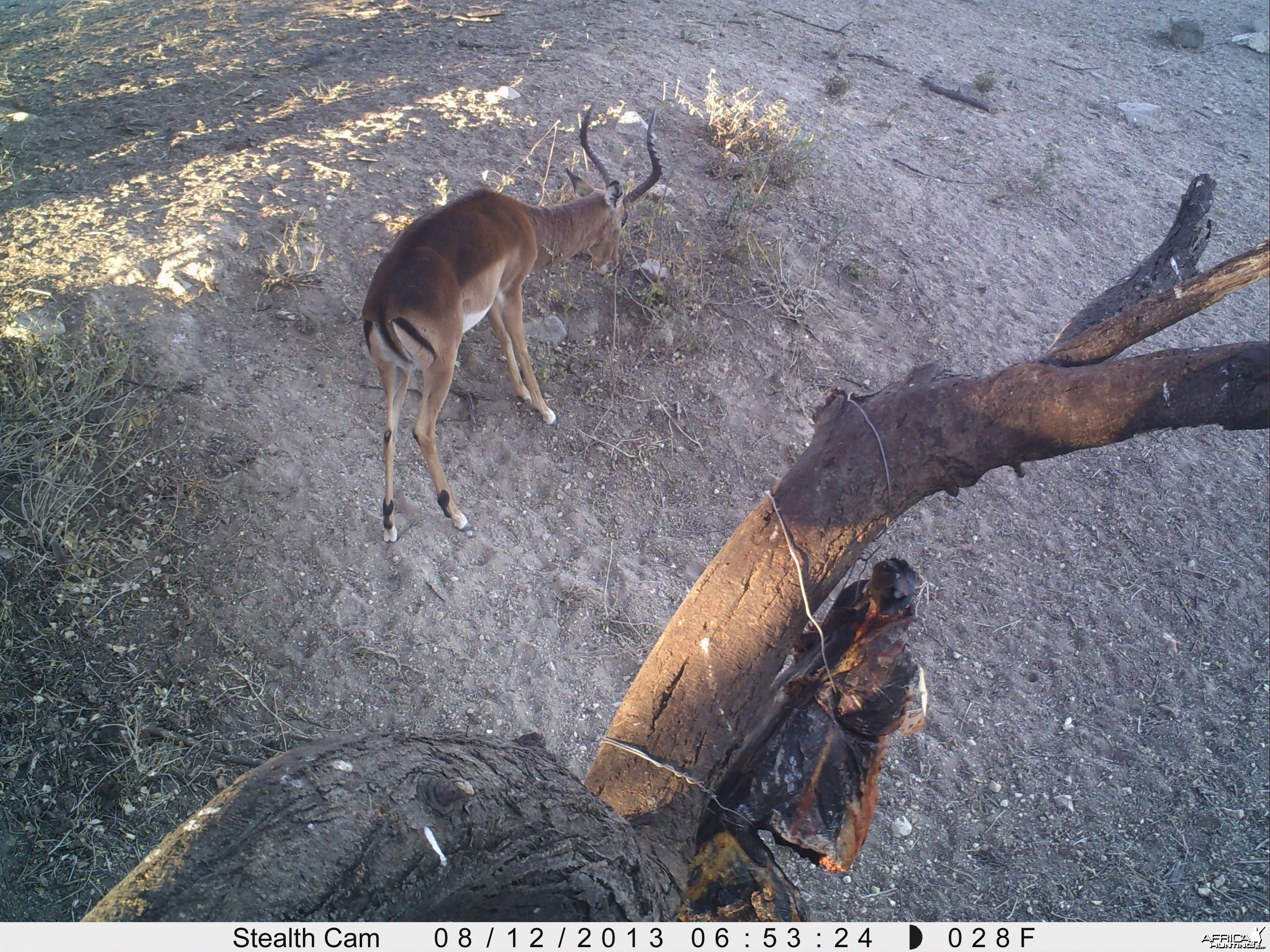 Impala Trail Camera