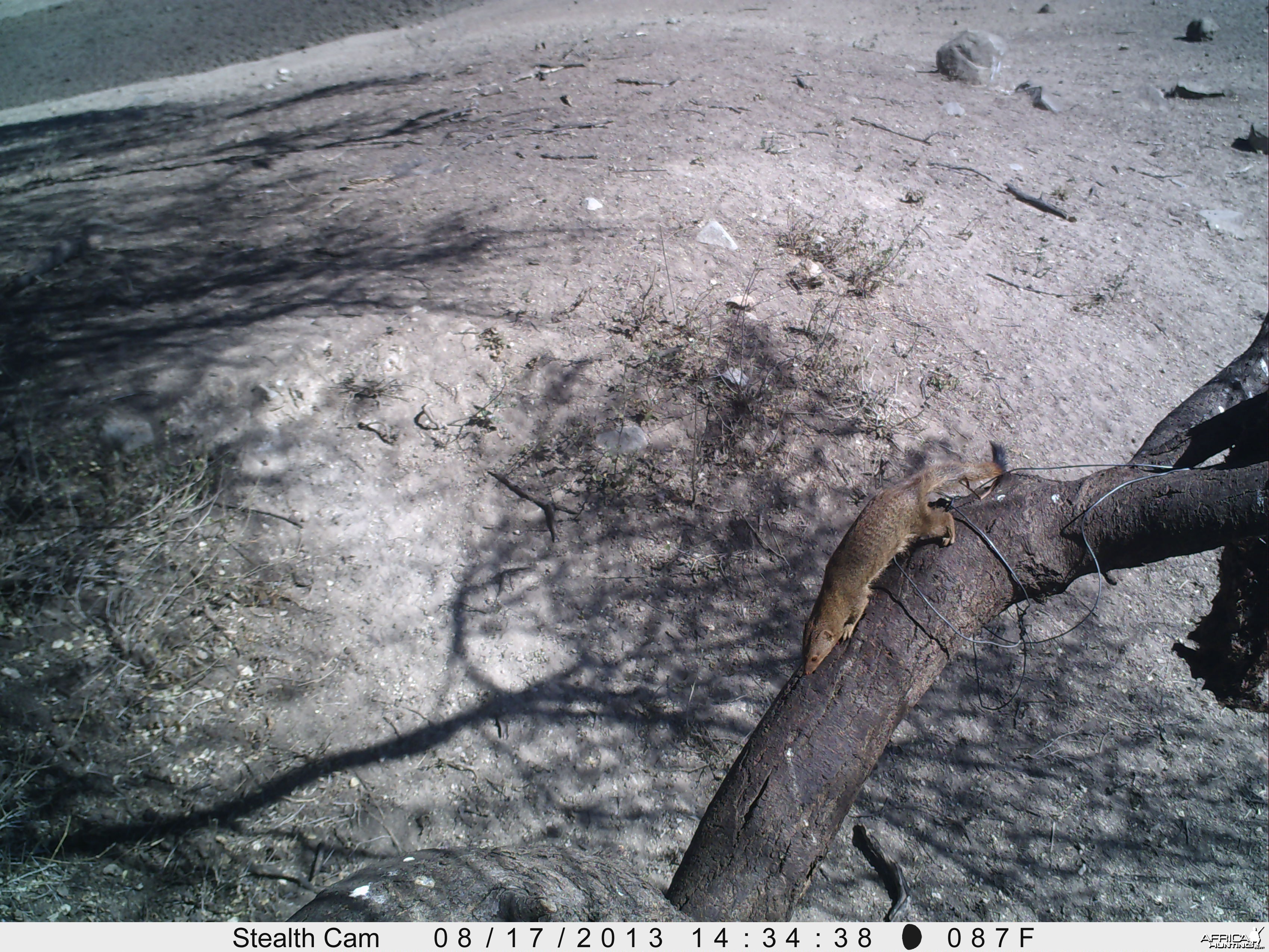 Red Mongoose Trail Camera