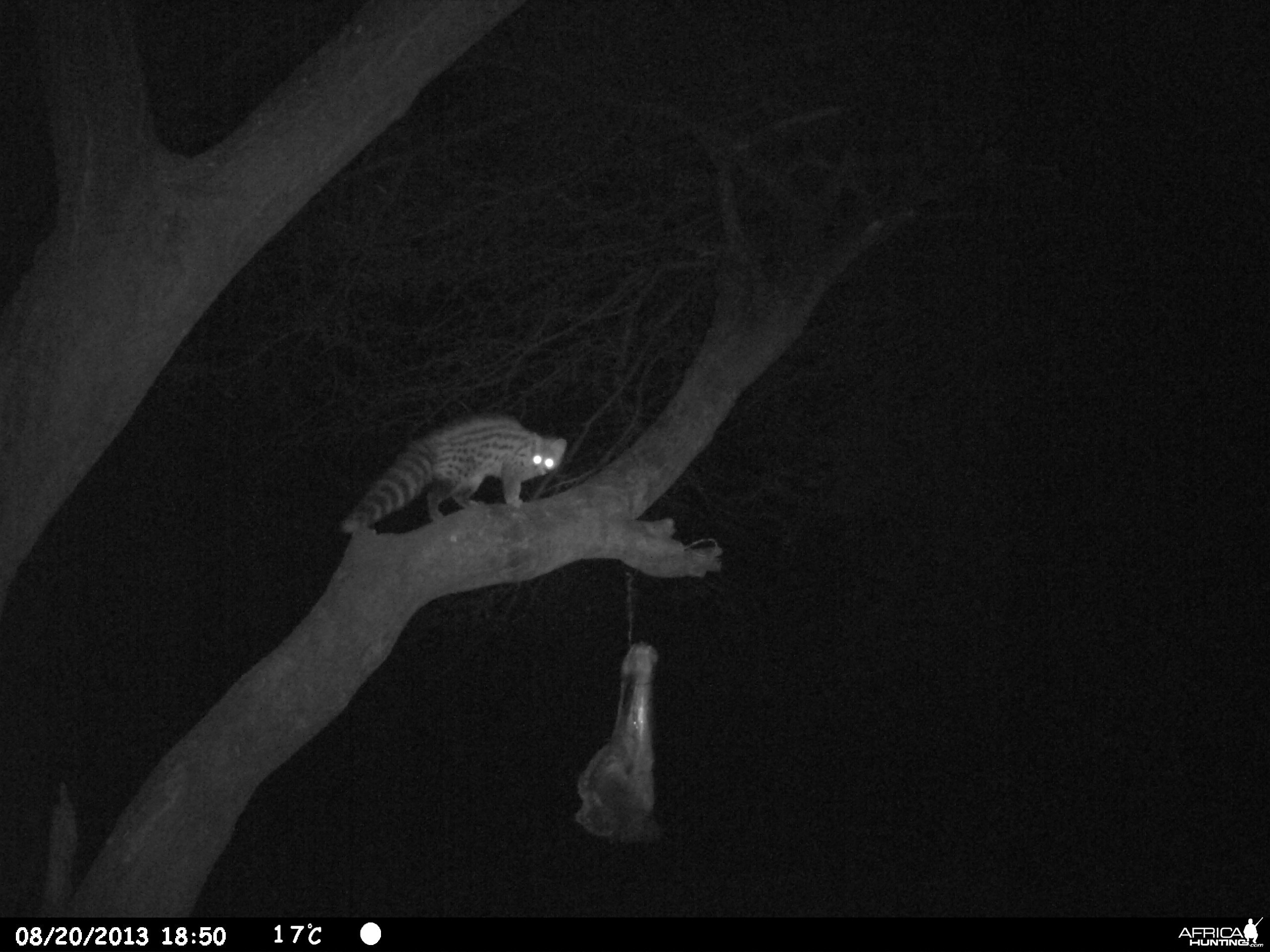 Genet Cat Trail Camera