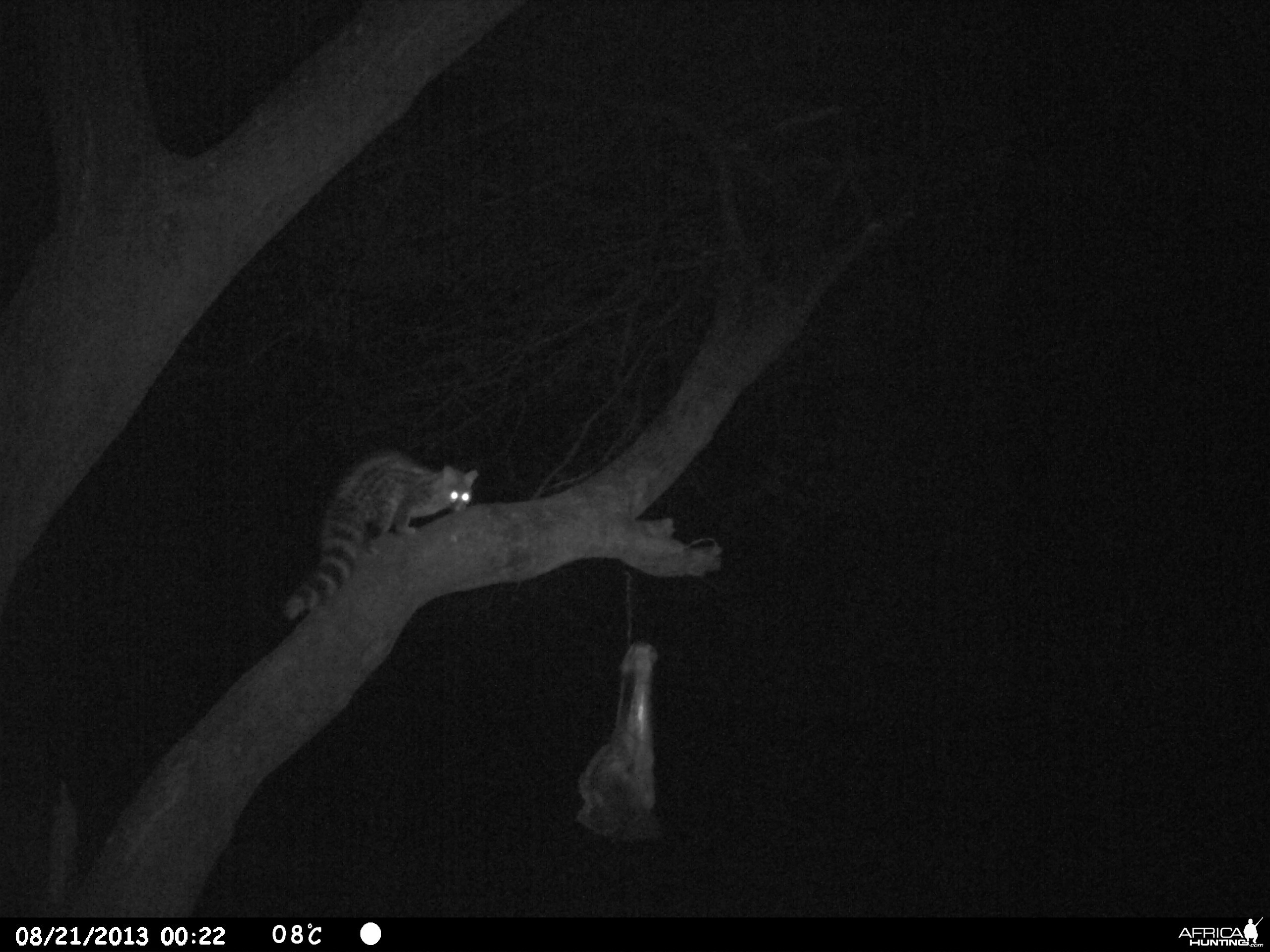 Genet Cat Trail Camera