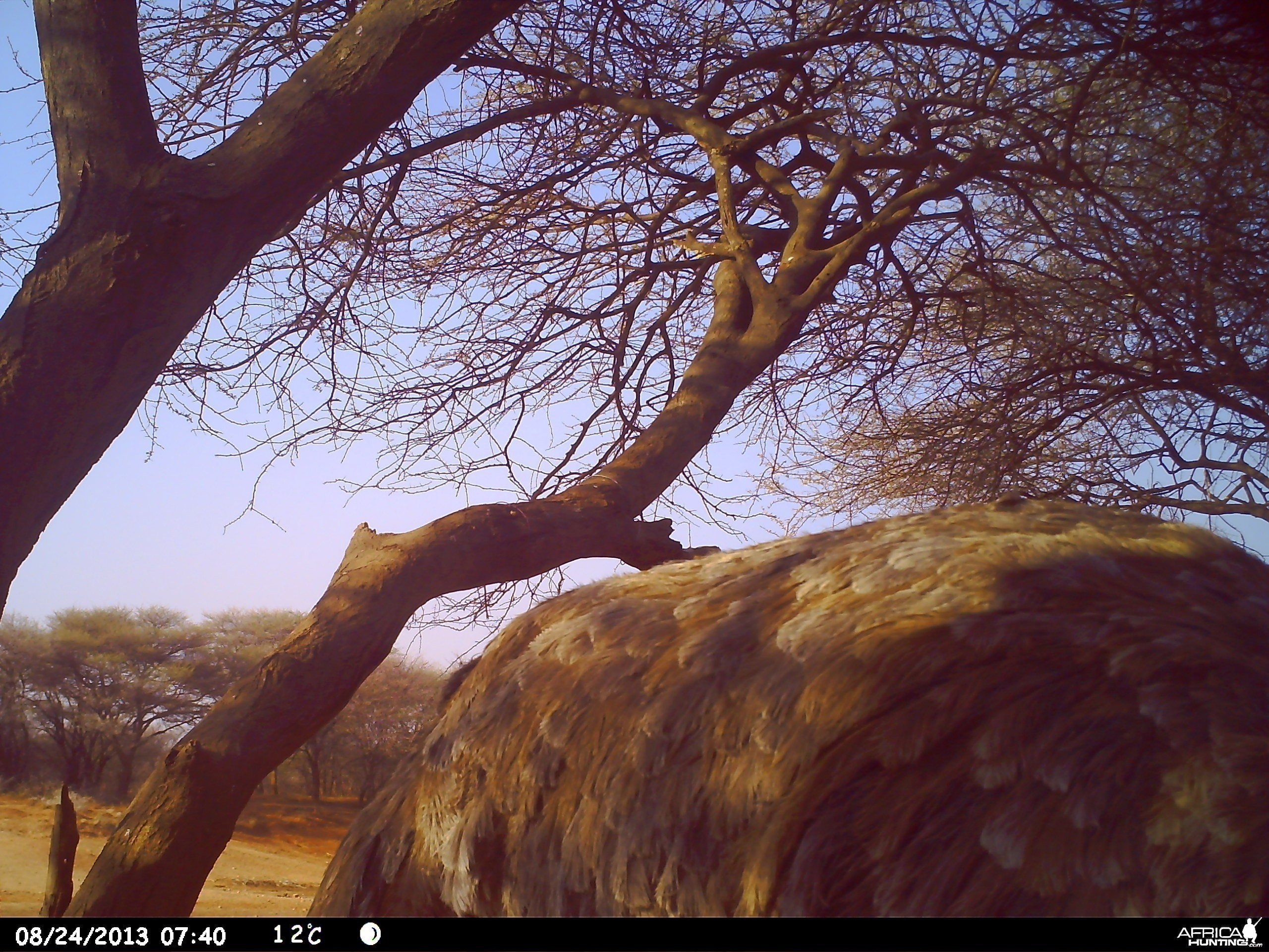 Ostrich  Trail Camera