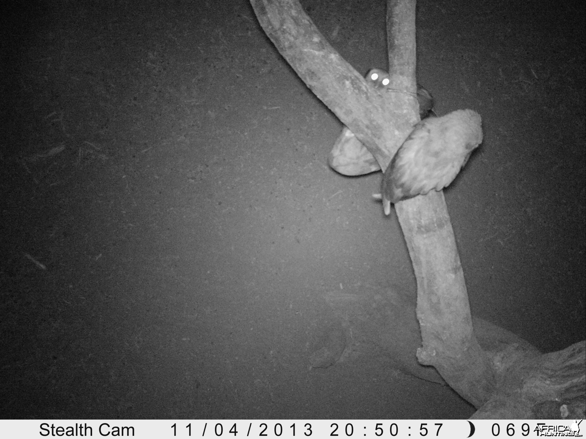 Owl Trail Camera